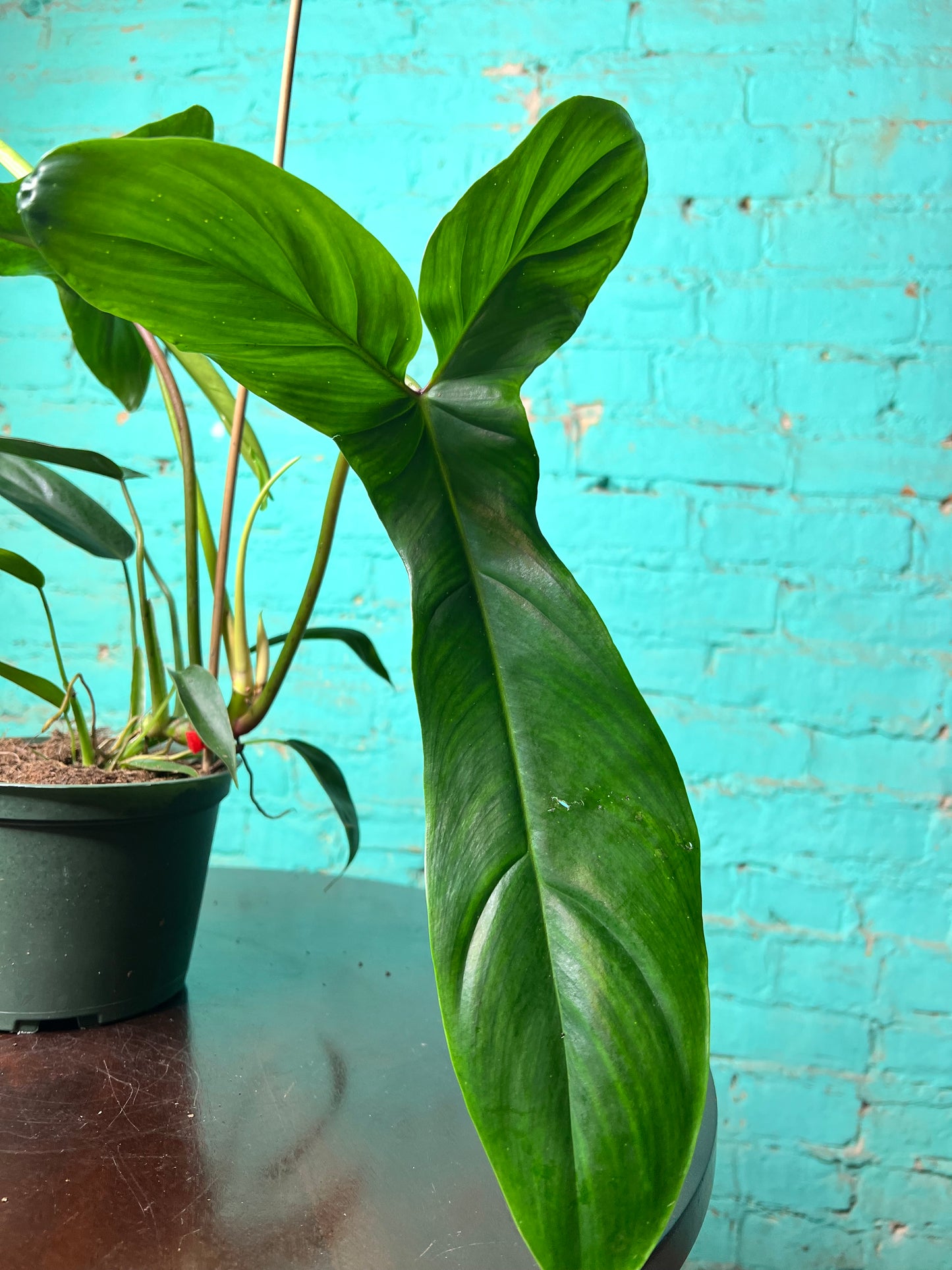 Philodendron Bette Waterbury 6”