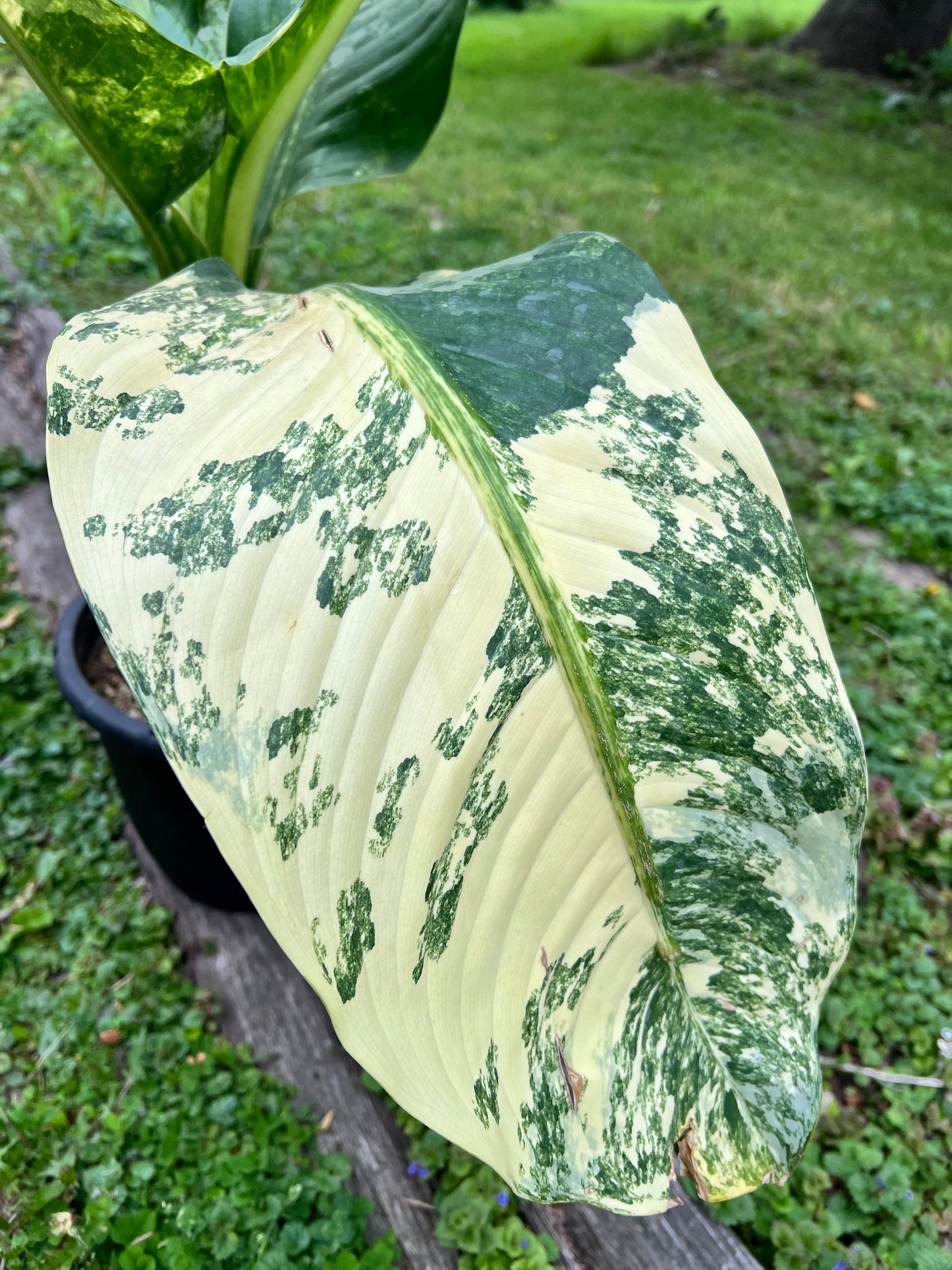 Dieffenbachia 'Big Ben' Variegated