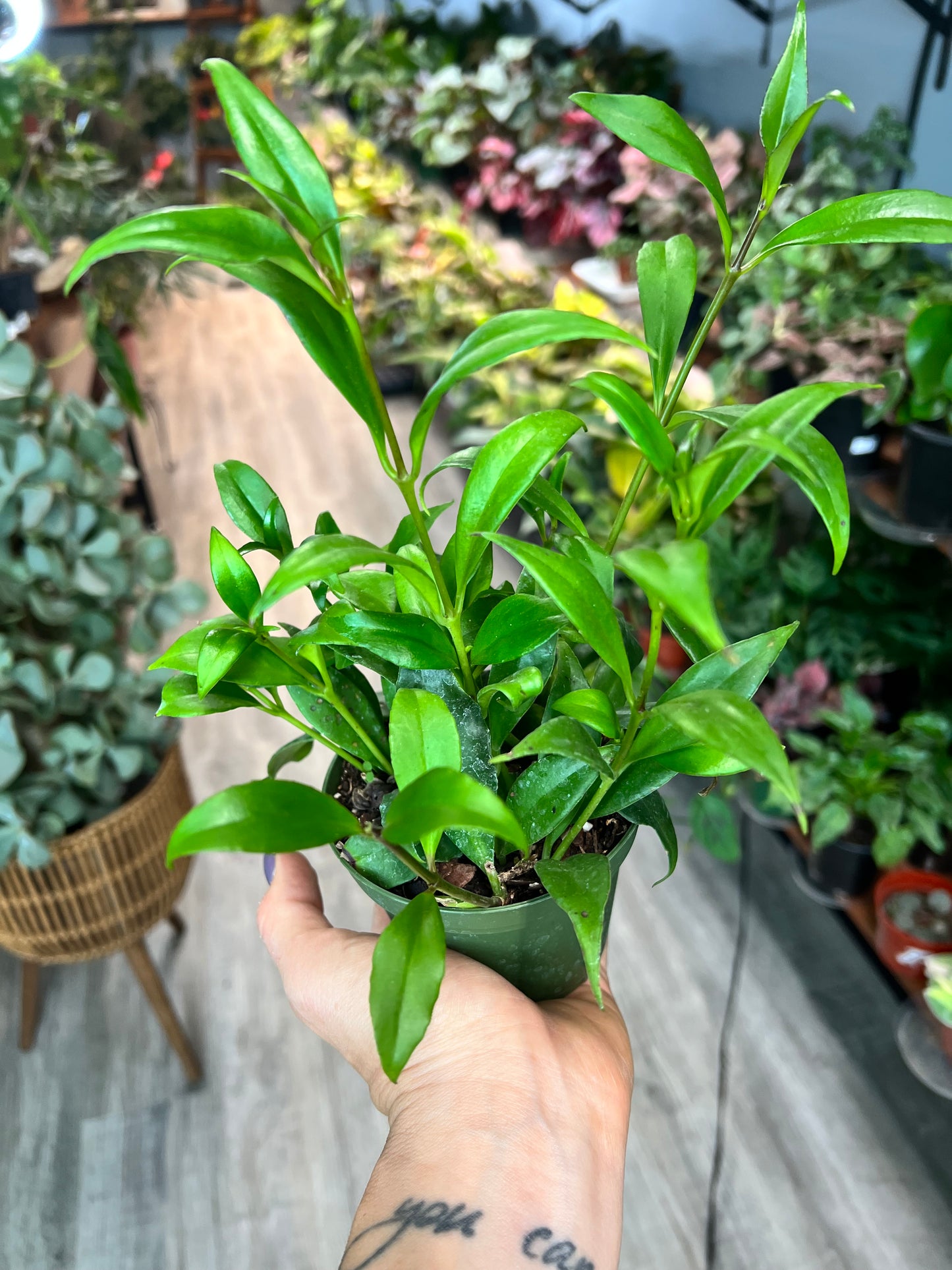 Lipstick Plant- Red 4”