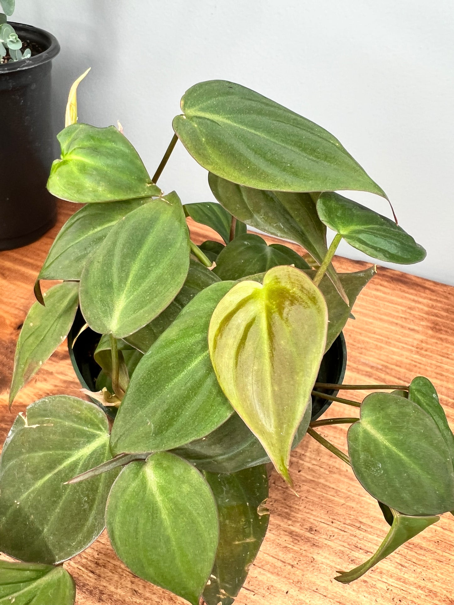 Philodendron Mican