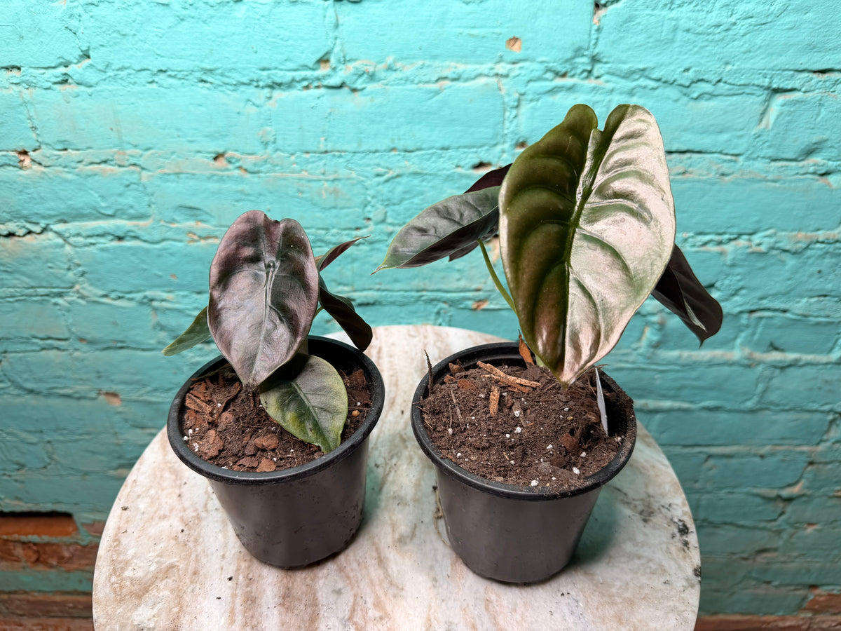 Alocasia Cuprea