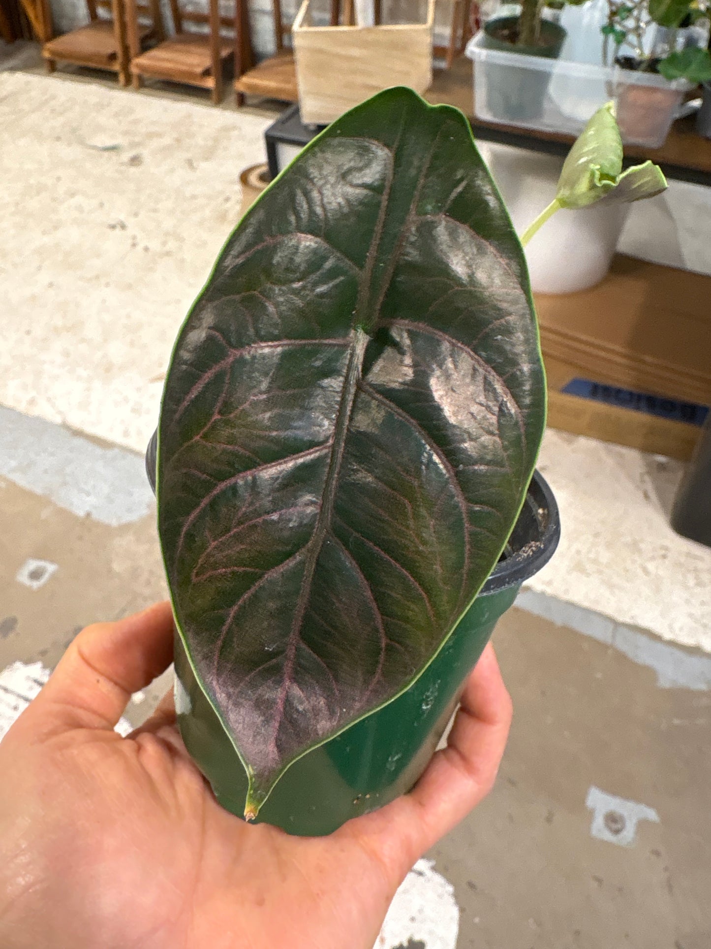 Alocasia Azianii 4”