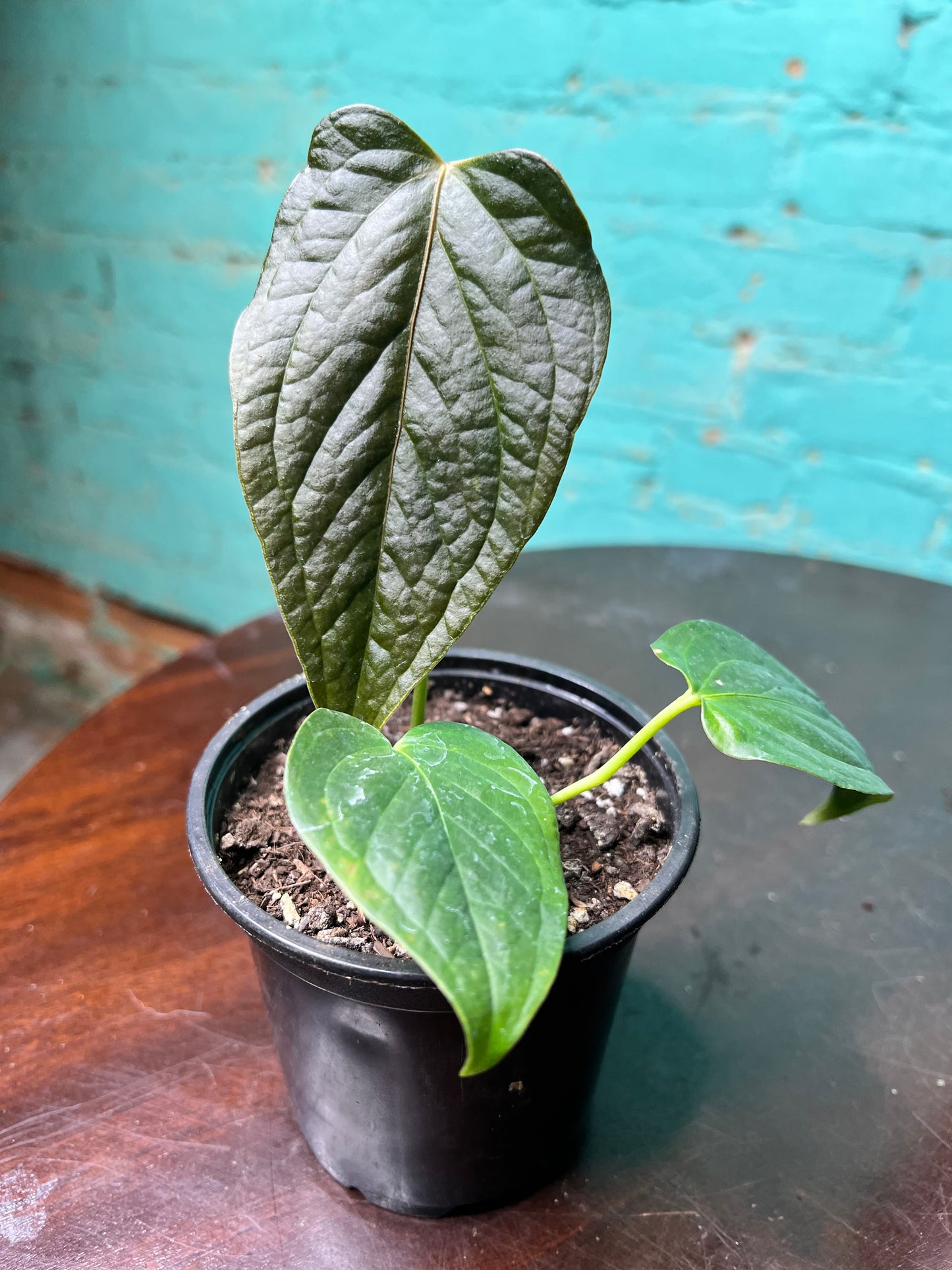 Anthurium Queen of Hearts