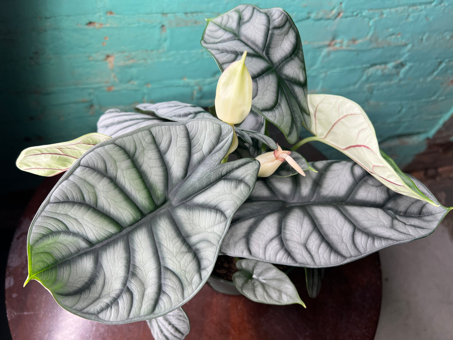 Alocasia Silver Dragon Scale 6”