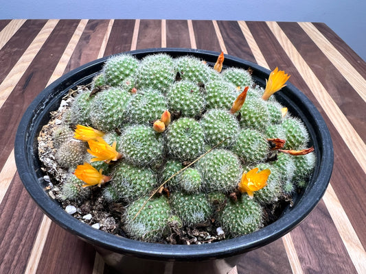 Rebutia Fabrisii 6”