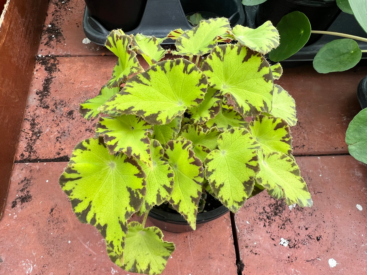 Begonia Painted Leaf 4”