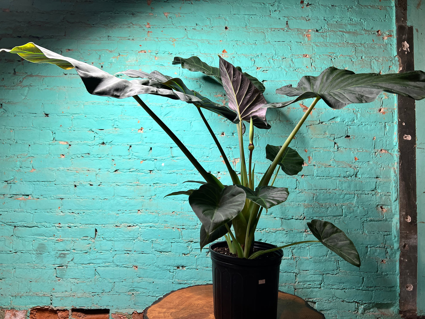 Alocasia Regal Shield 10”