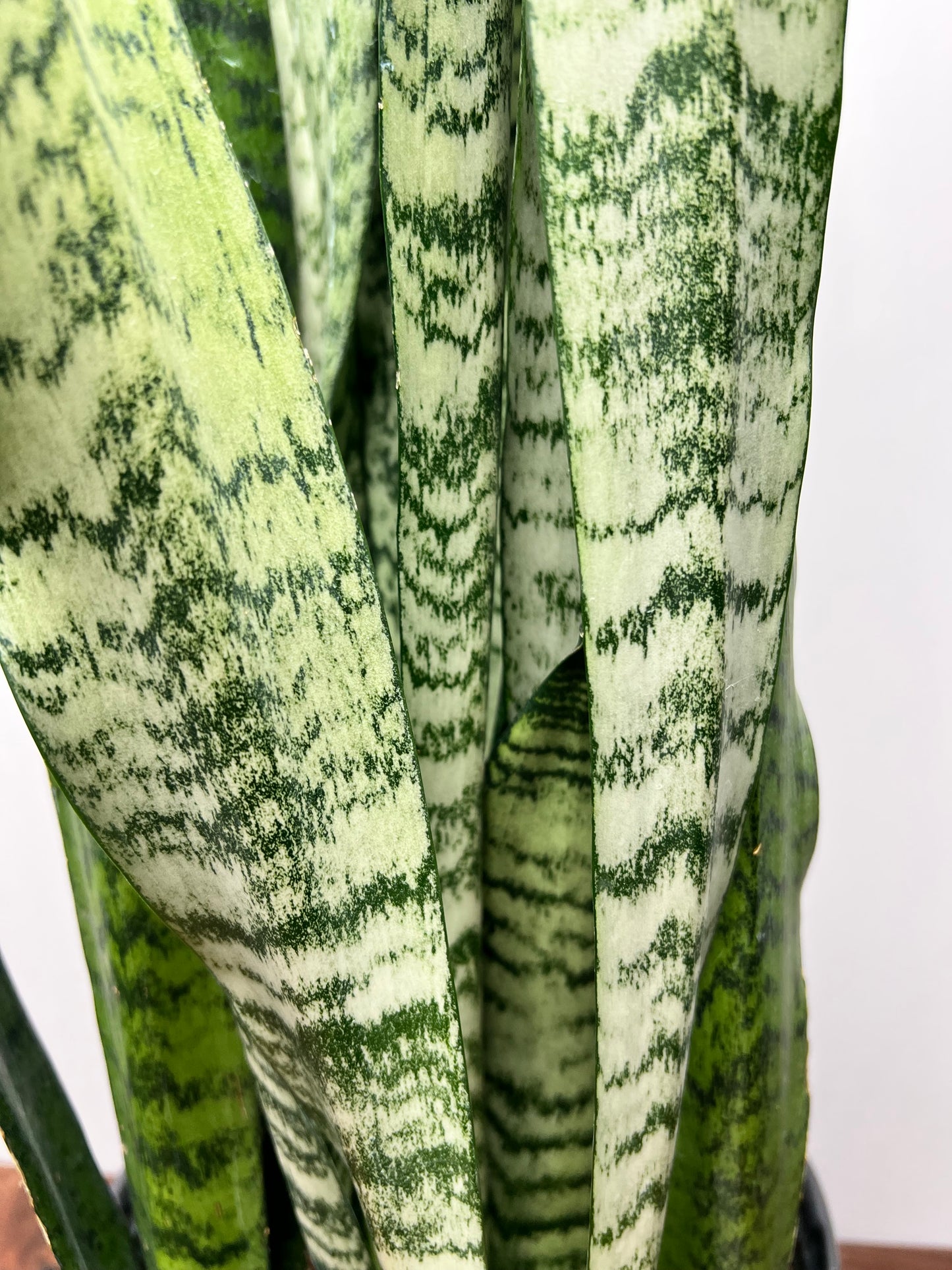 Snake plant 10”