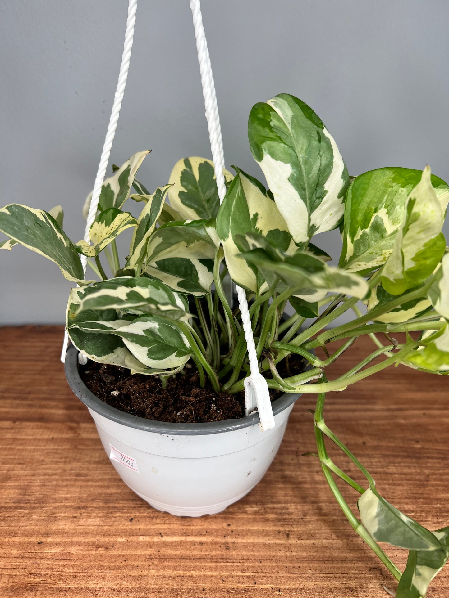 Pothos Pearls & Jade basket 6”