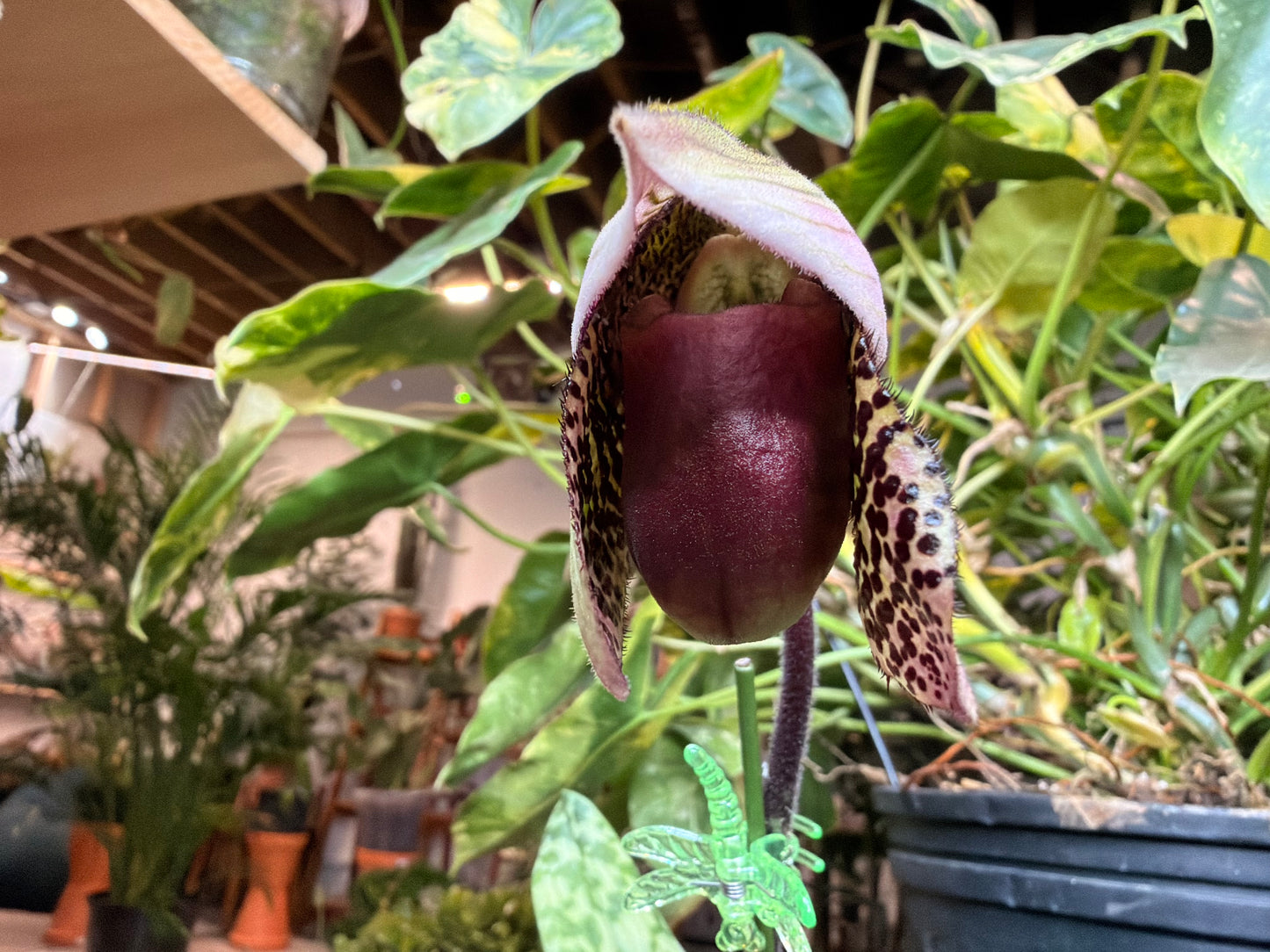 Paphiopedilum ‘Amusingly Odette’ Lady Slipper