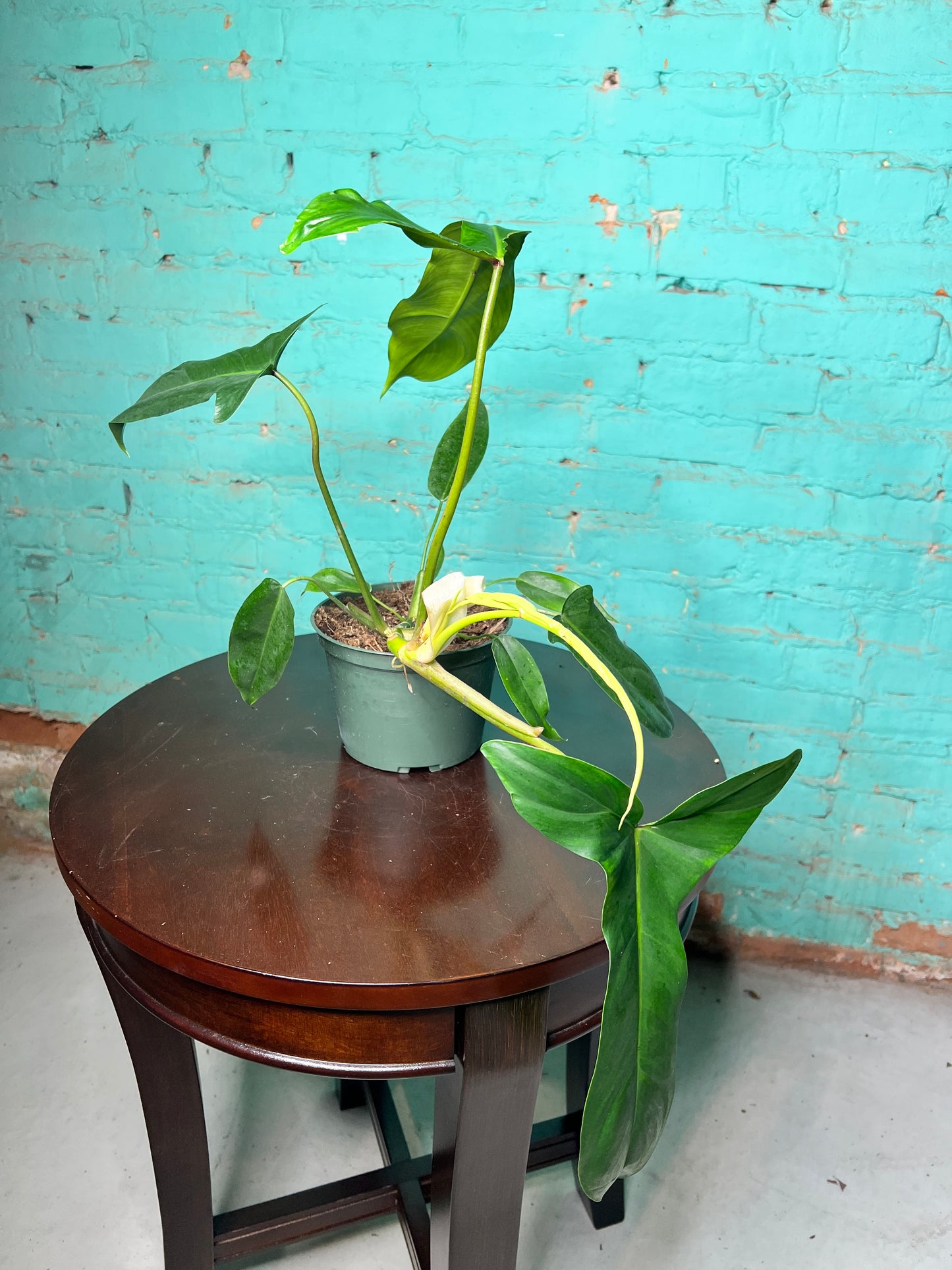 Philodendron Bette Waterbury 6”