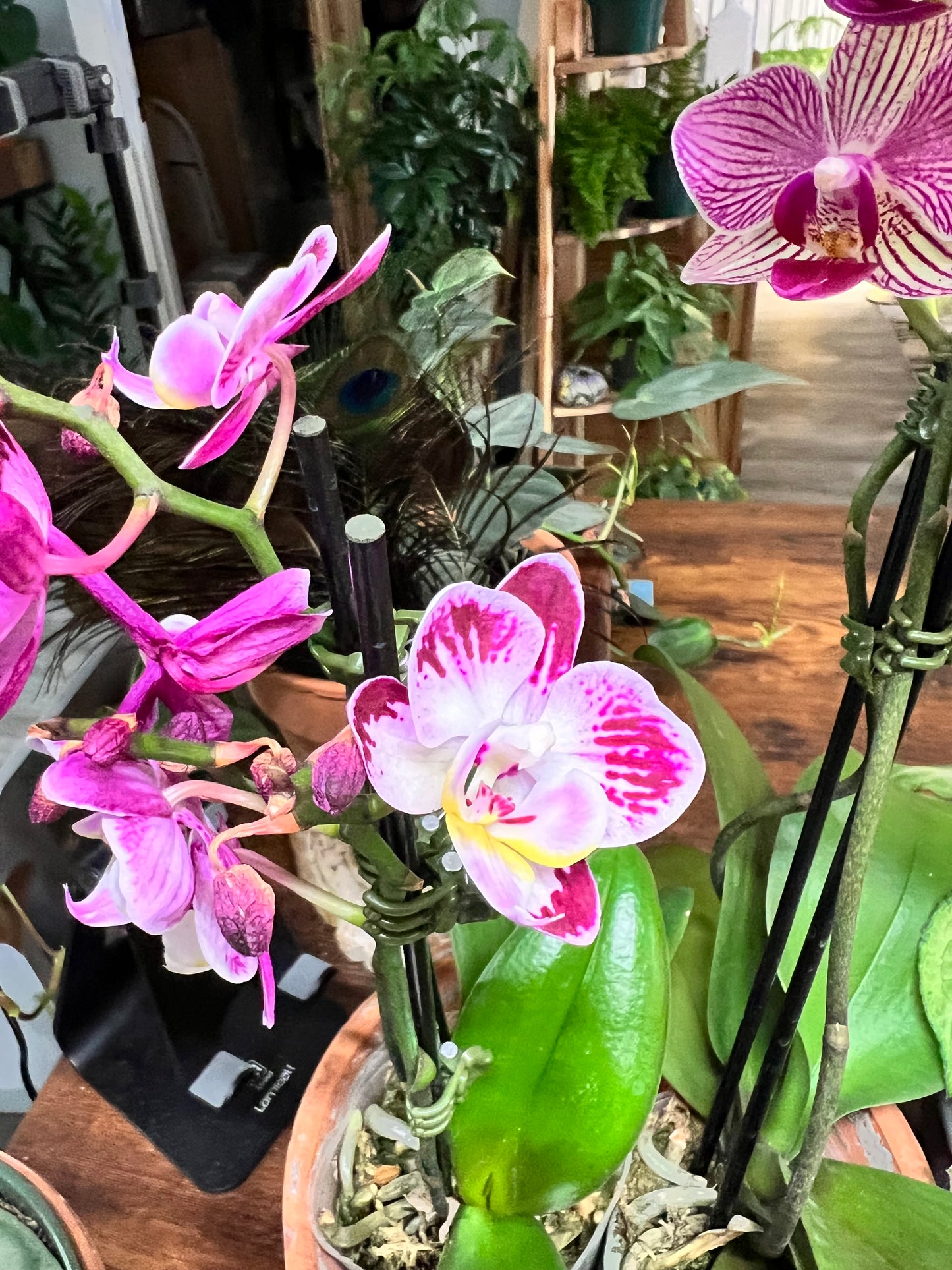 Orchid Moth Double stem (mini)