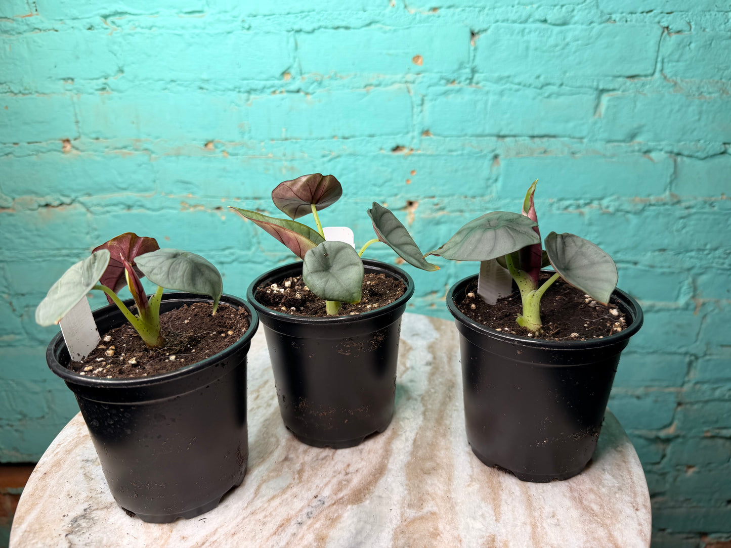 Alocasia Imperialis 4”