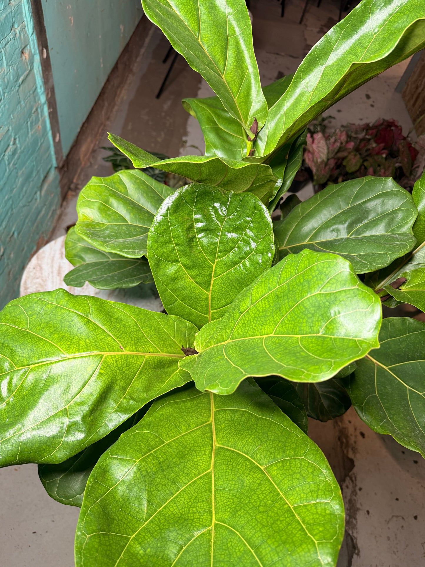 Fiddle fig 10”