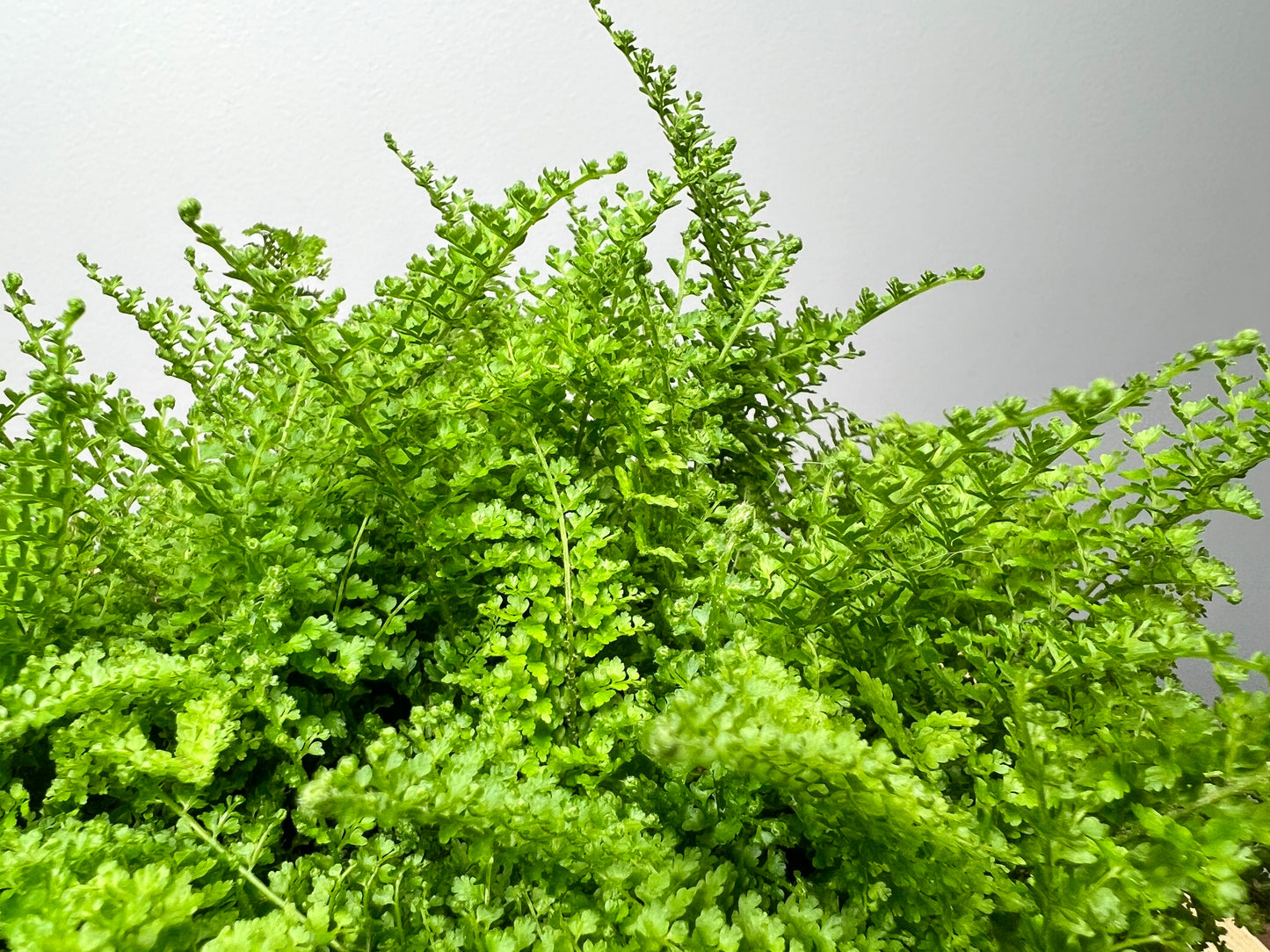 Giant Sword Fern 6”