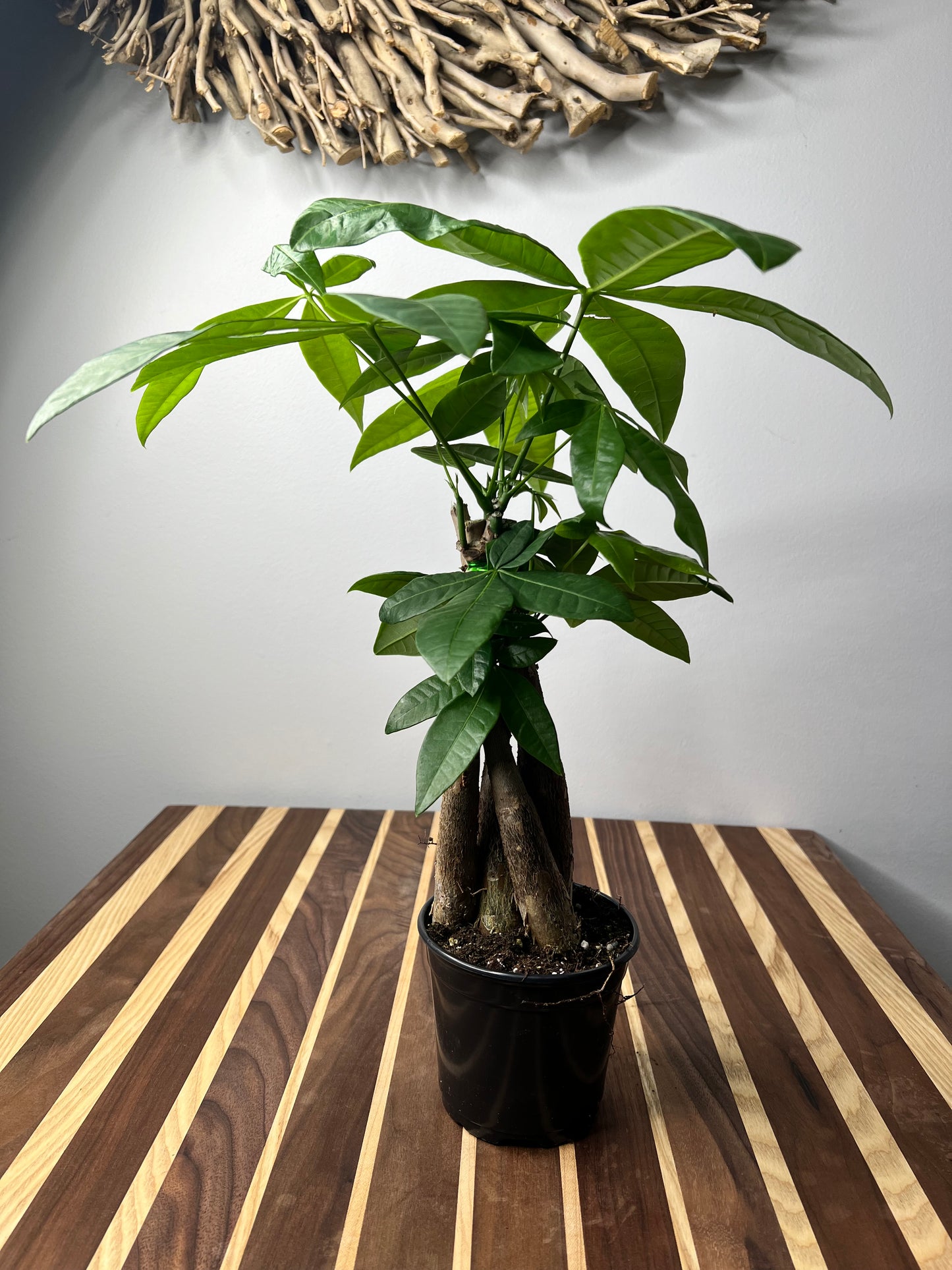 Money Tree (Pachira Glabra-Pet Friendly)