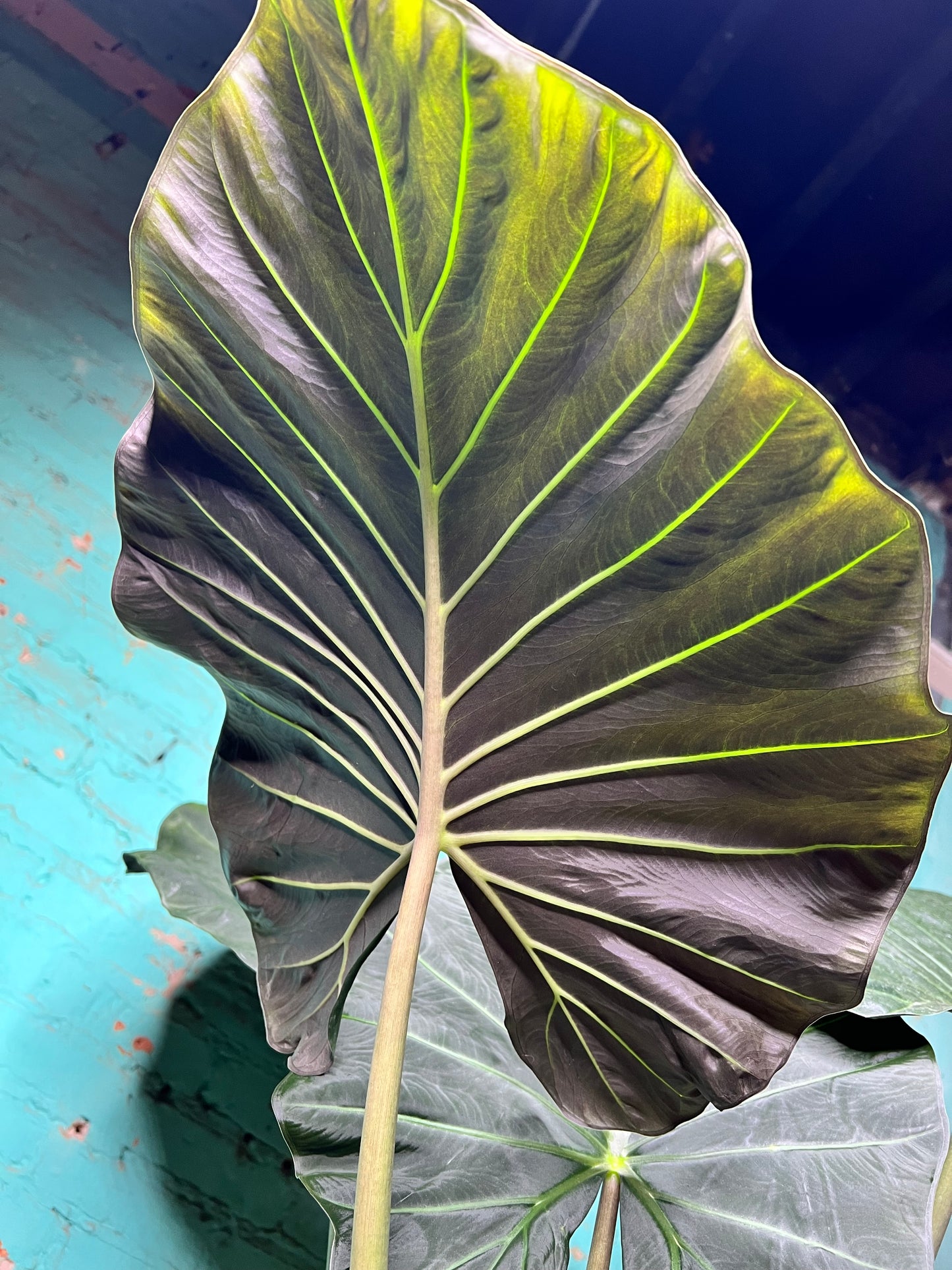 Alocasia Regal Shield 10”