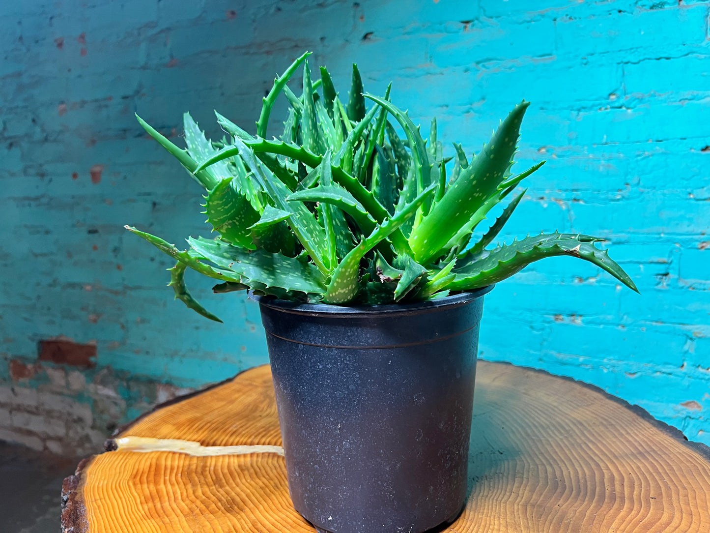 Aloe Night sky 8”