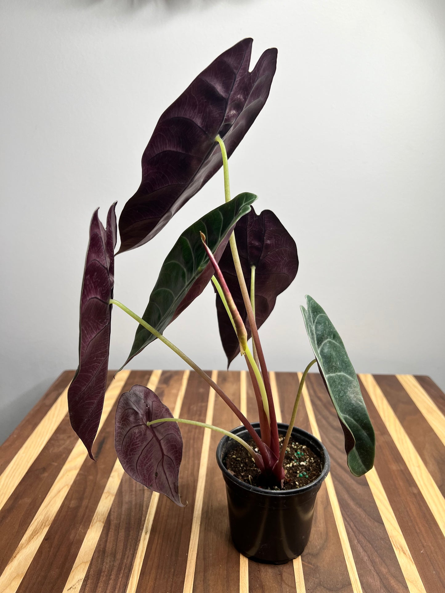 Alocasia Watsoniana 4”