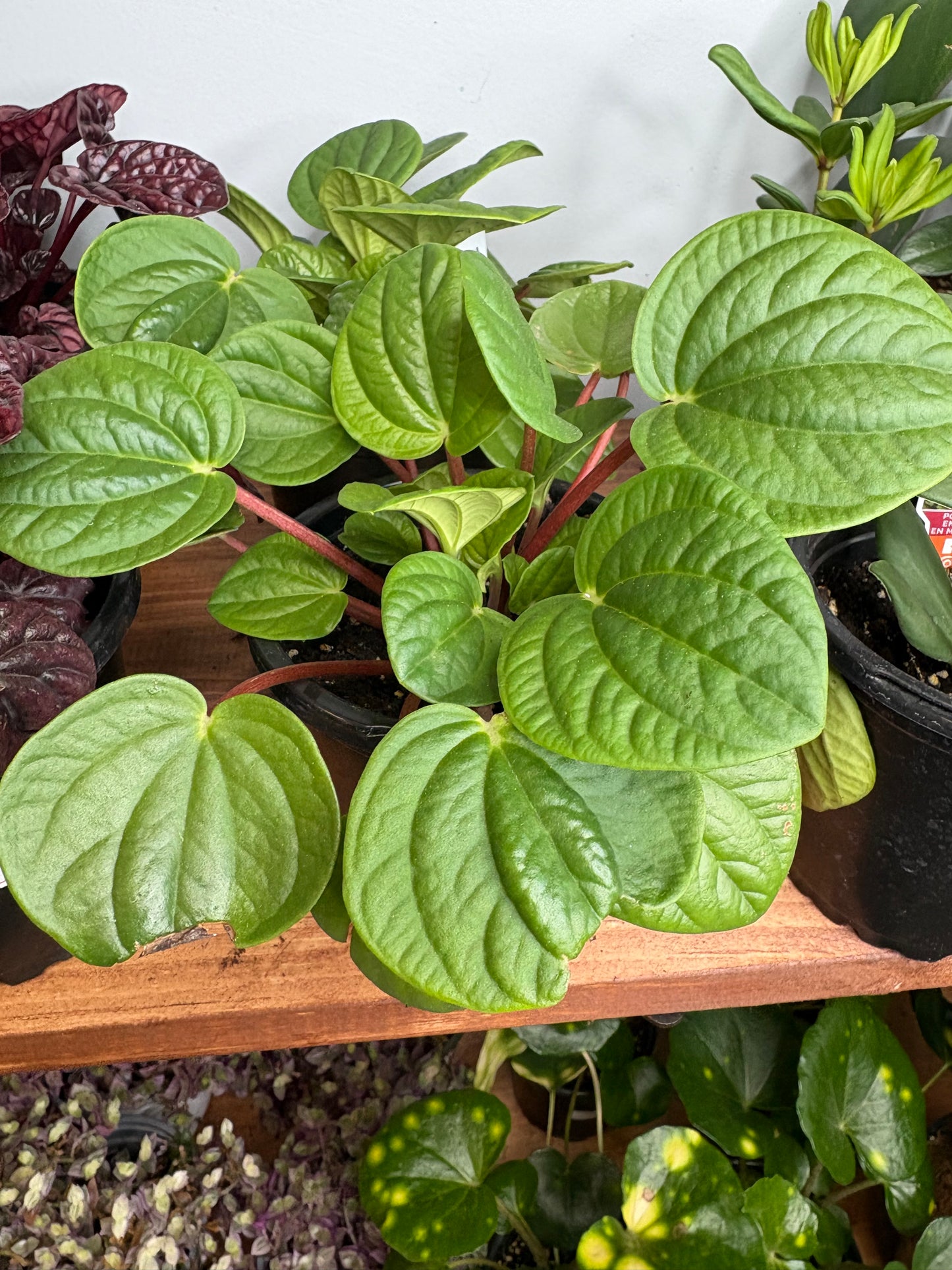 Peperomia Leap Frog 4”