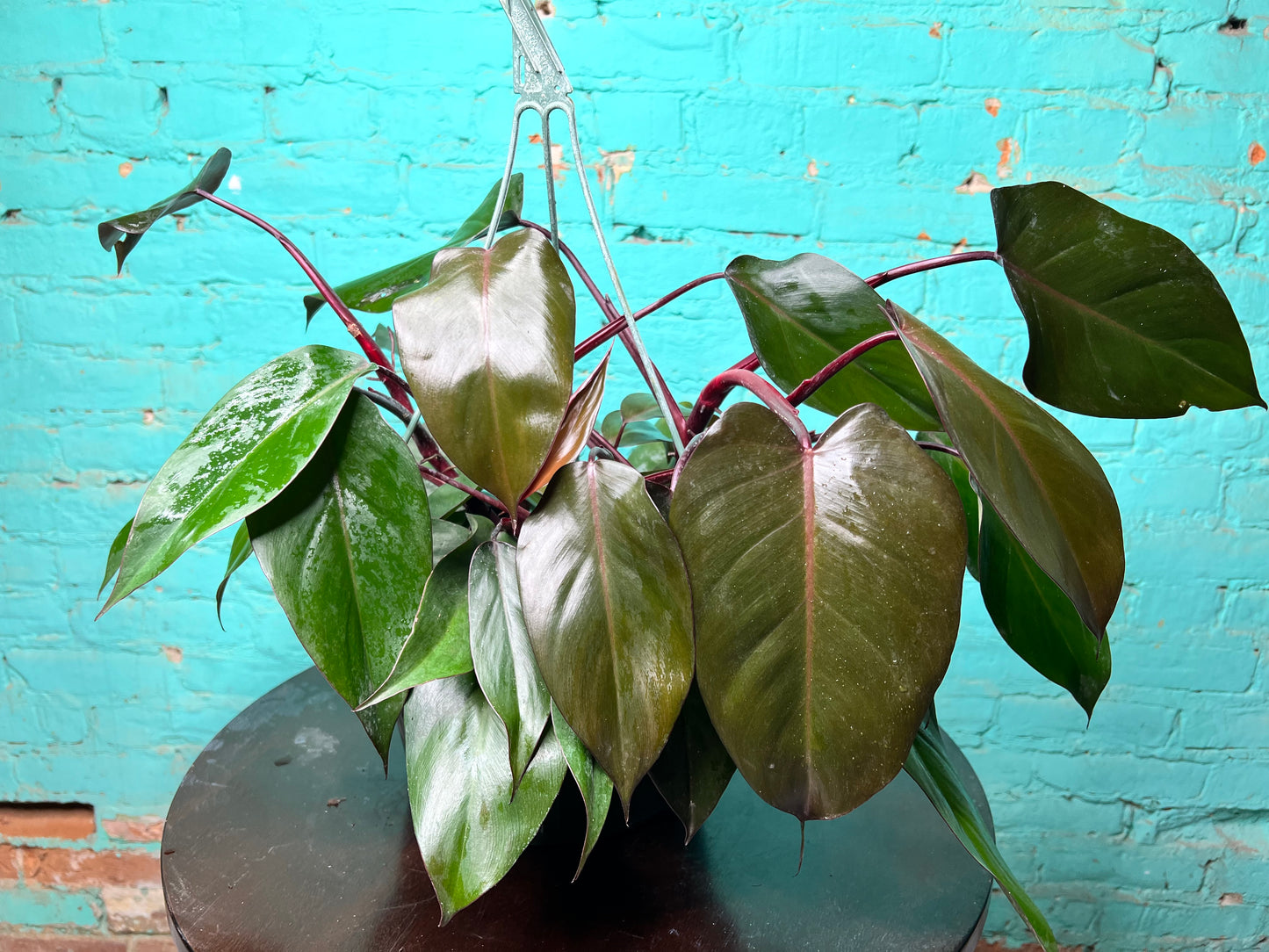 Philodendron Bloody Mary 10” basket