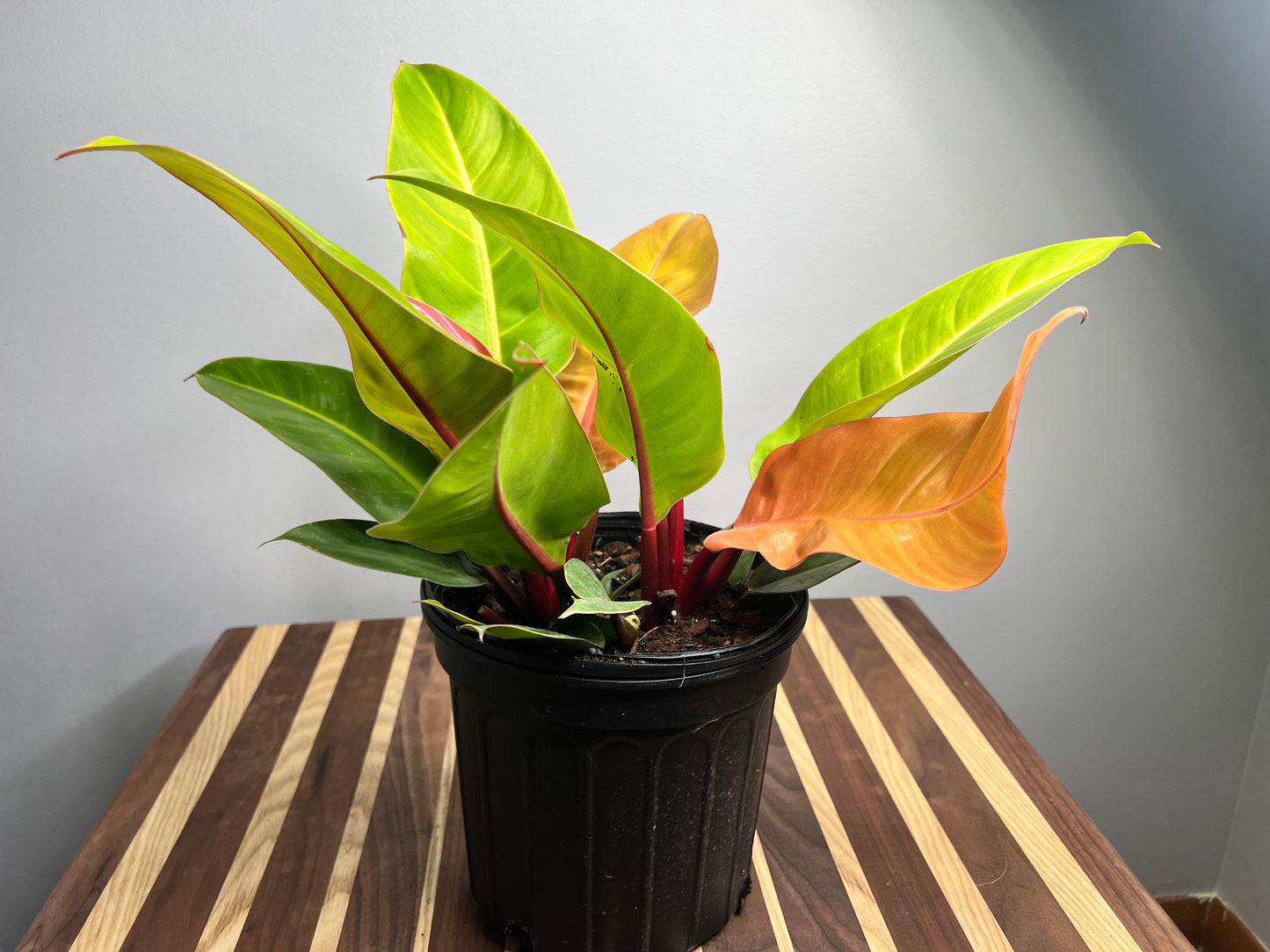 Prince of Orange (10 inch)