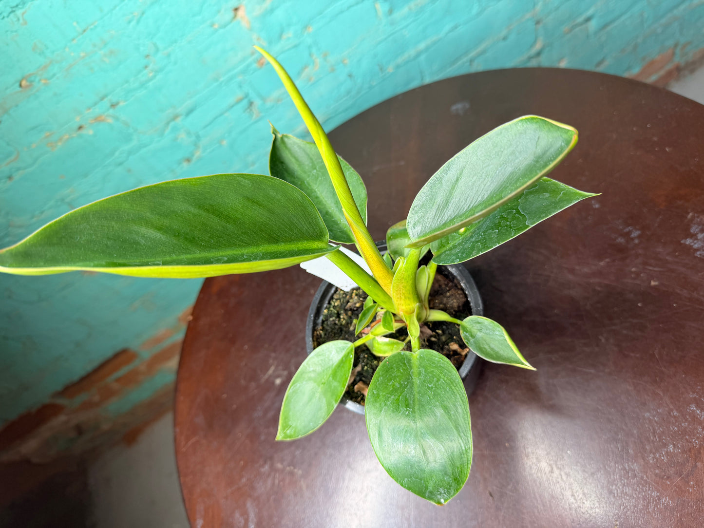 Philodendron Congo Thailand 4”