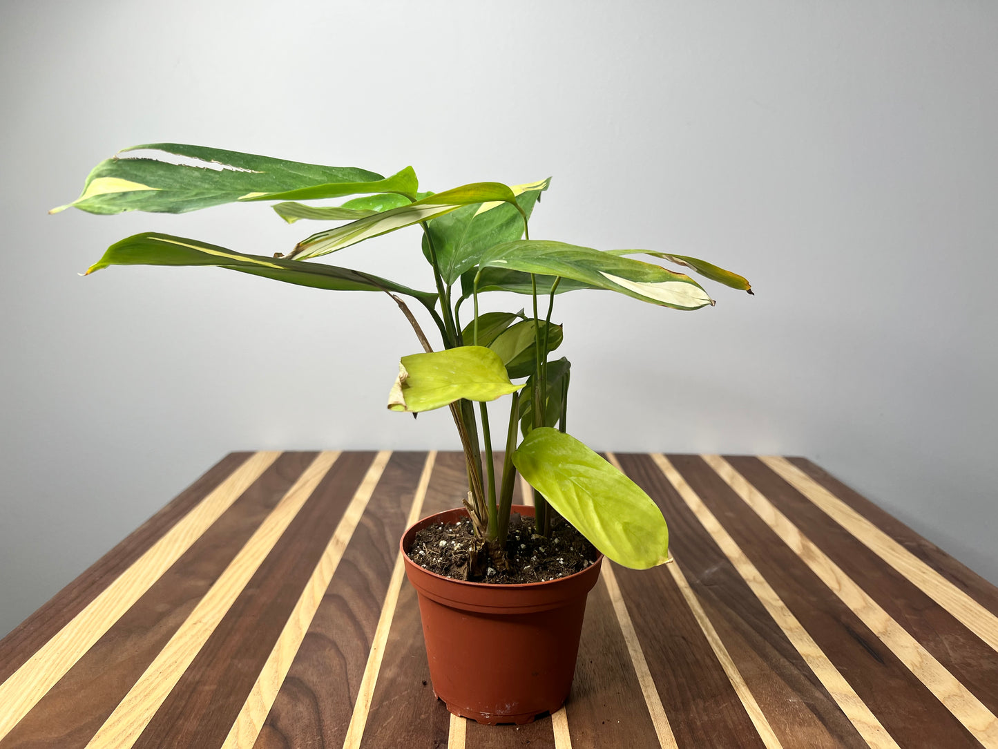 Ctenanthe Oppenheimiana- Never Never Plant