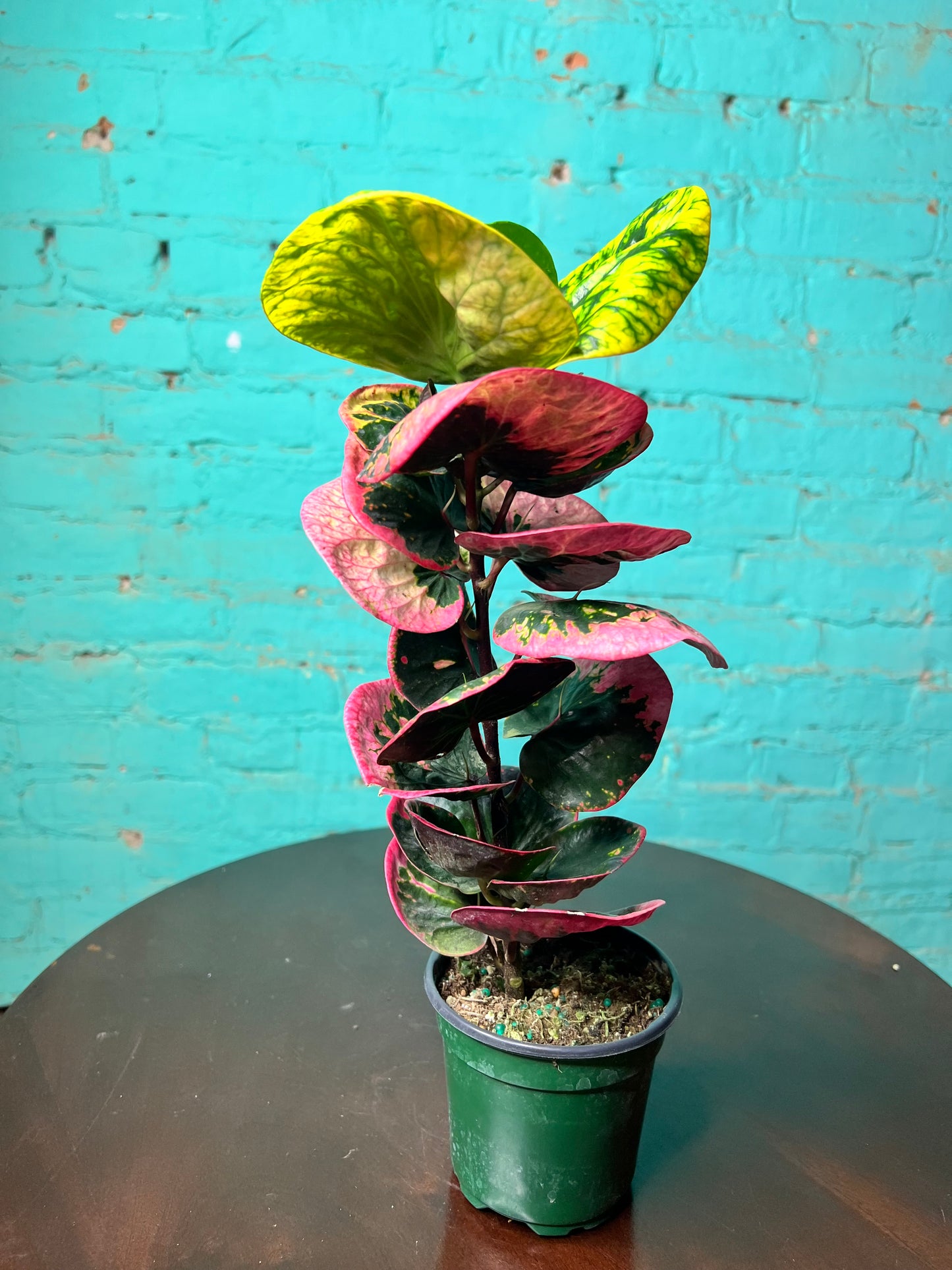 Croton Rose 4”