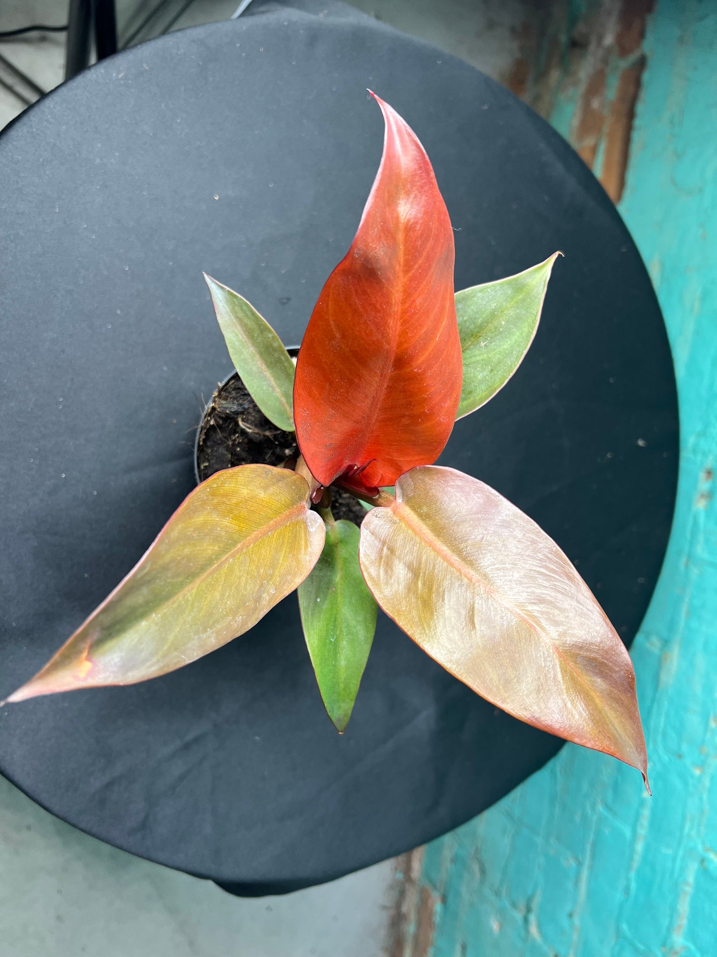 Philodendron- Red Sun