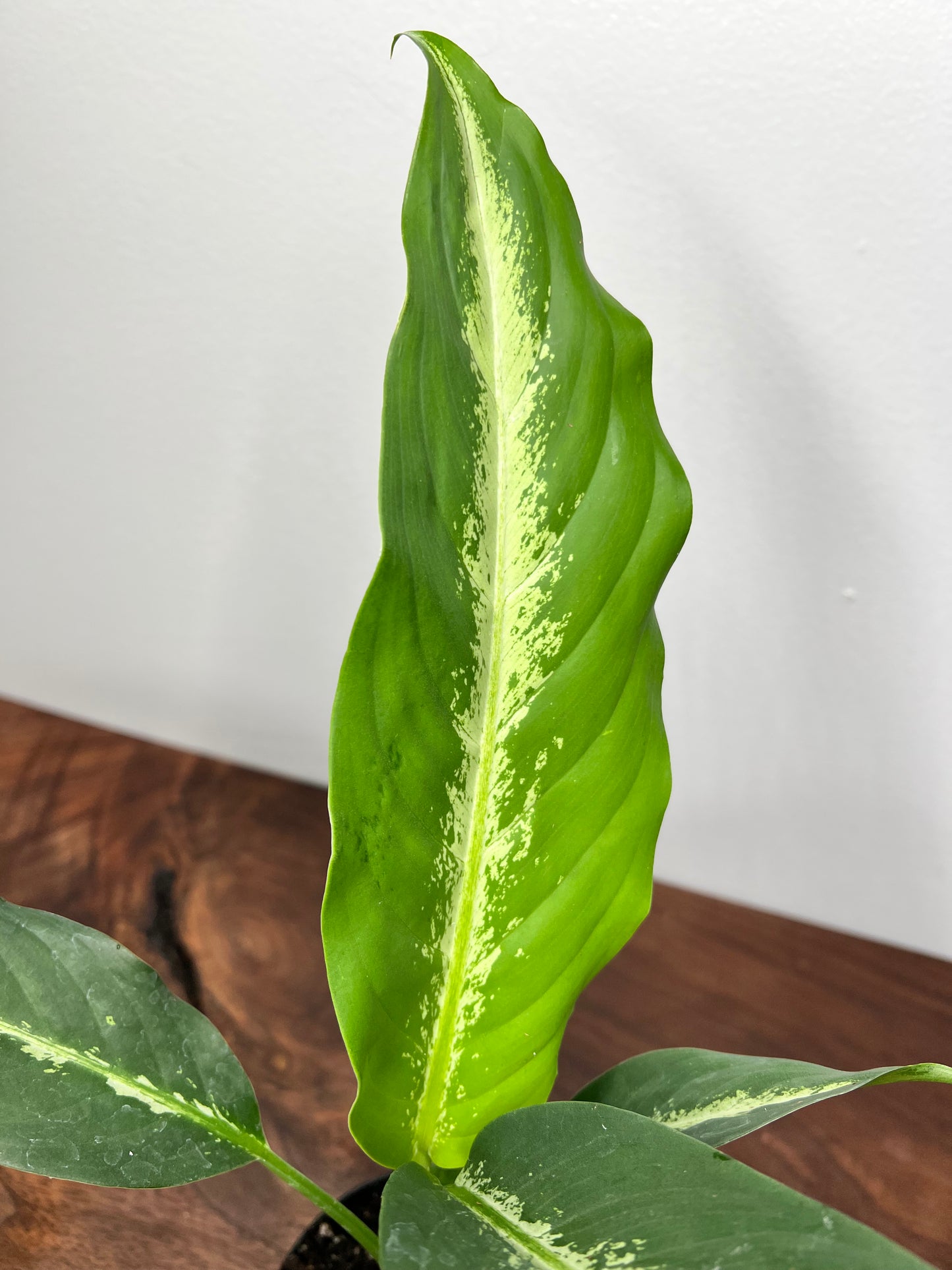 Dieffenbachia Panther