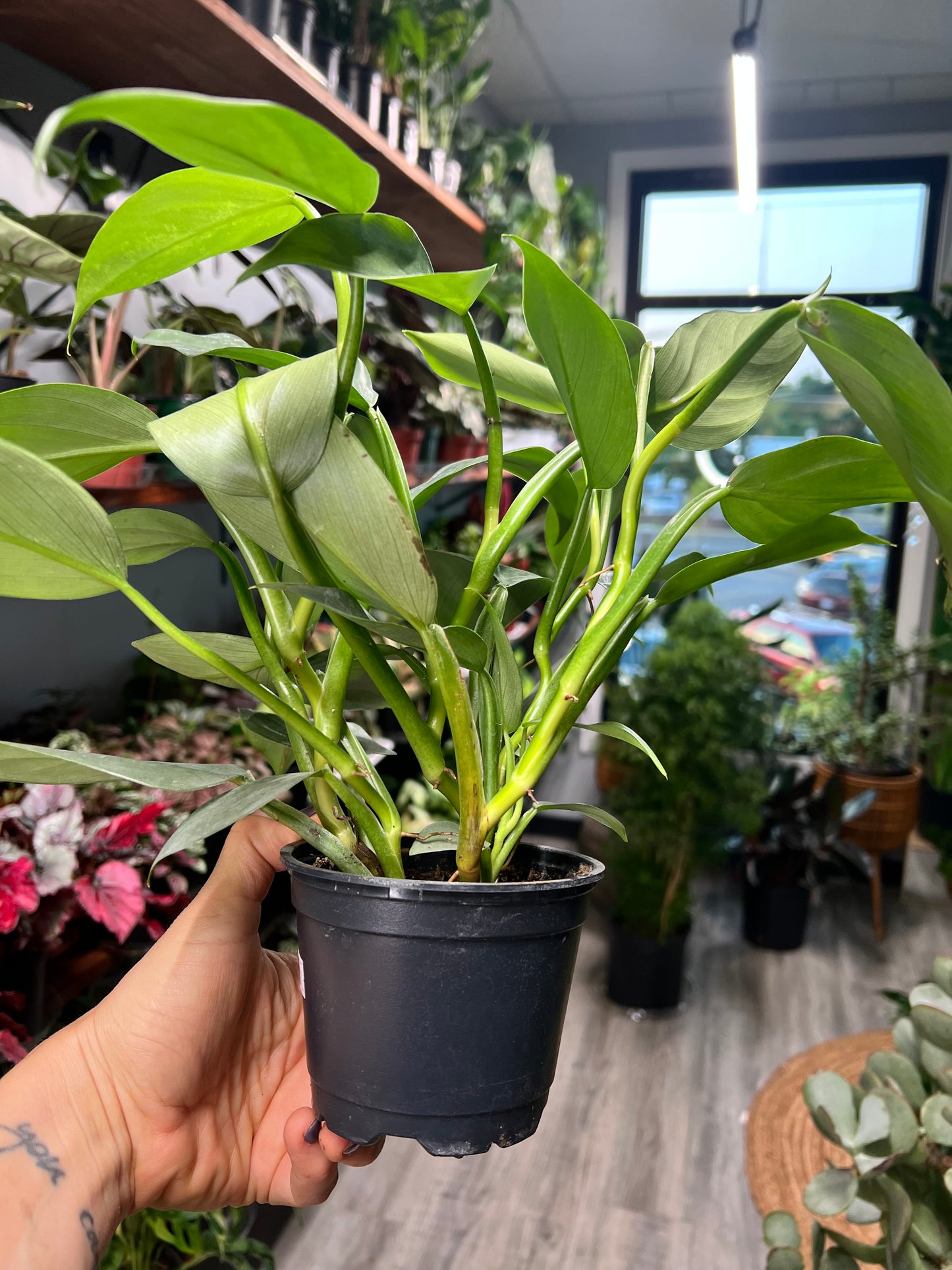 Philodendron Silver Sword 4”