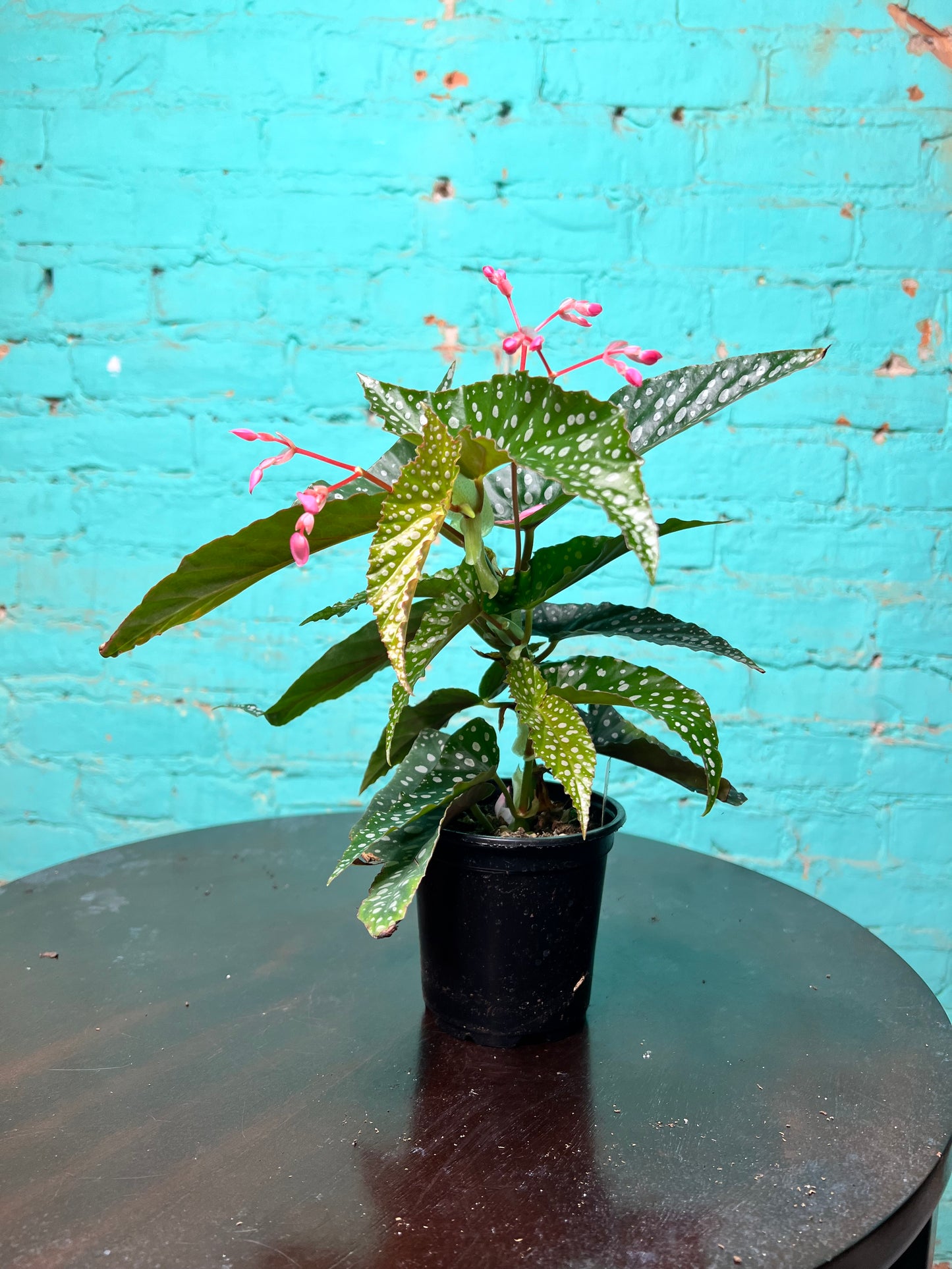 Begonia maculata- Silver Polka Dot 4”