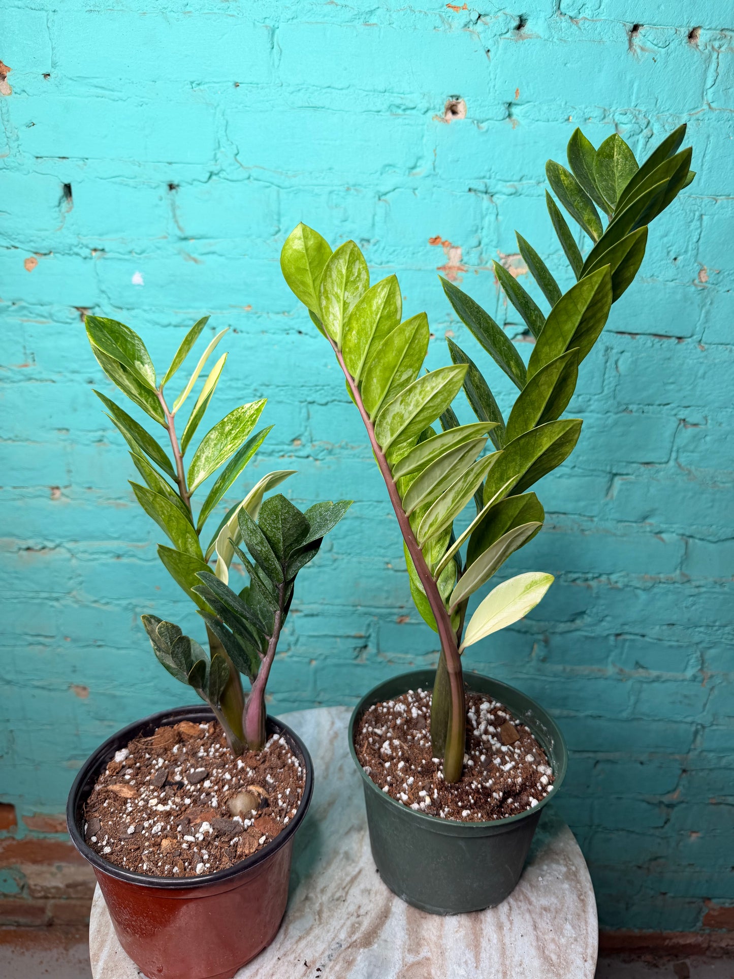 ZZ Plant Albo Variegated