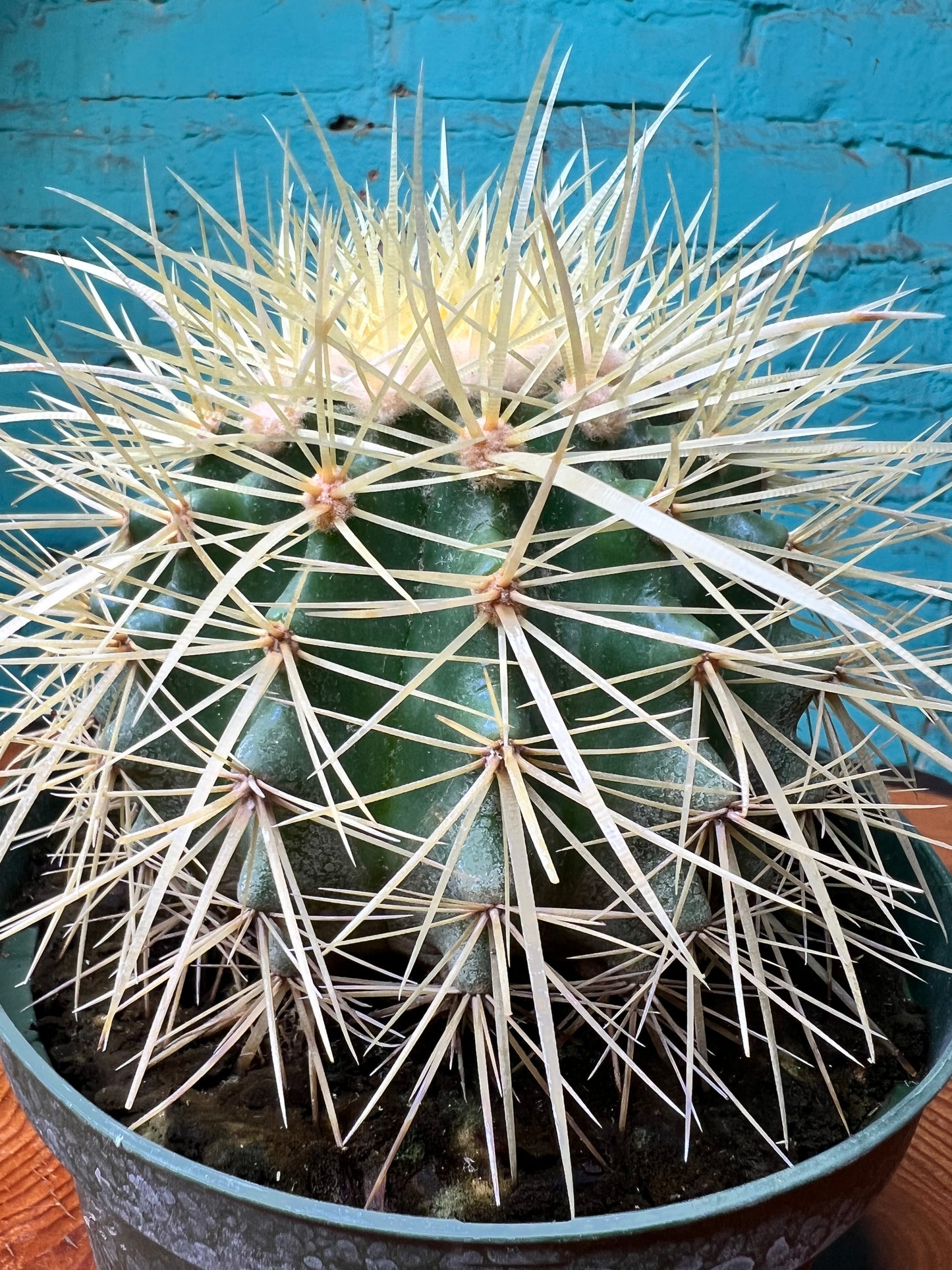 Coast Barrel Cactus 6”
