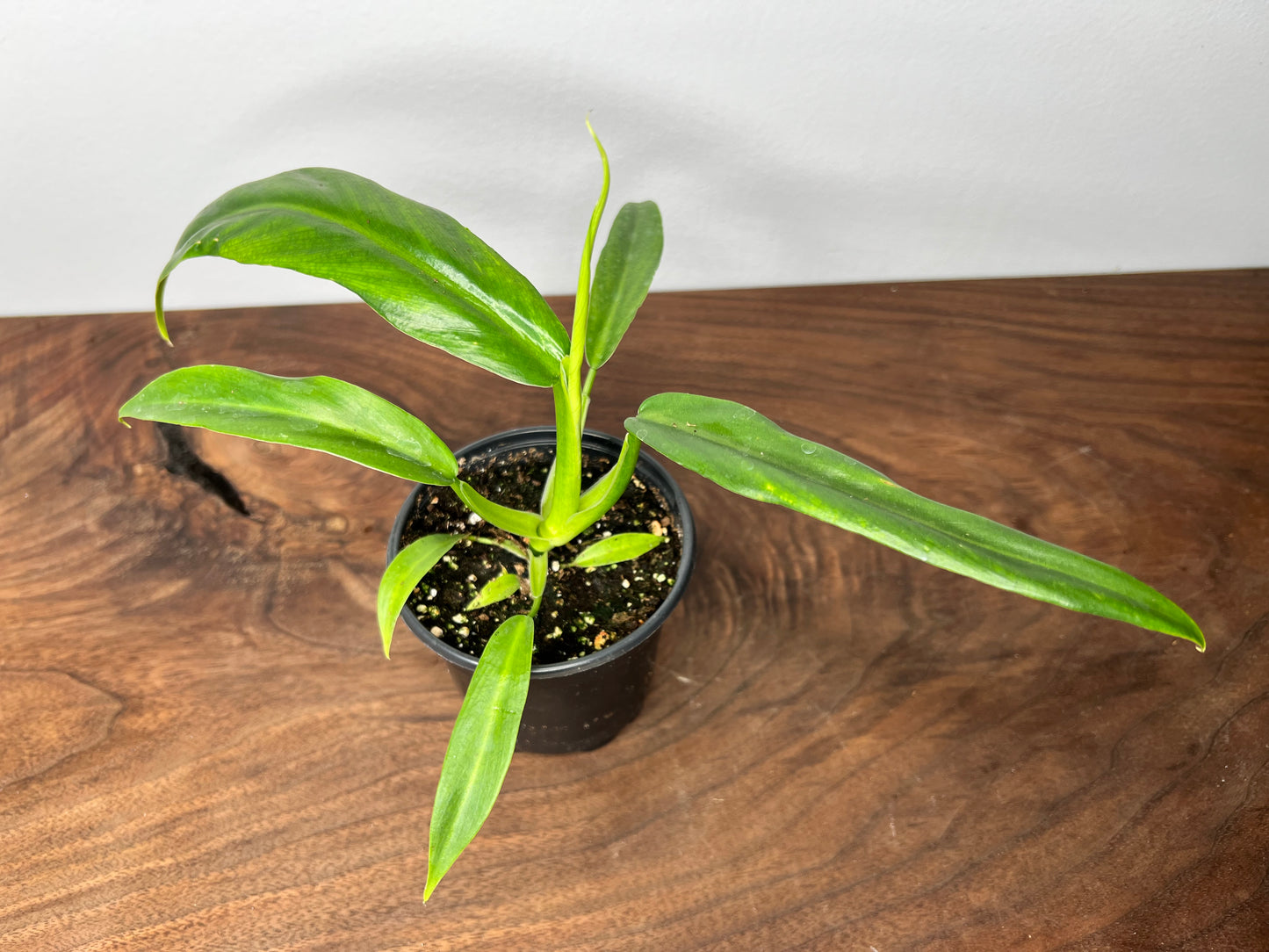 Philodendron Elegans