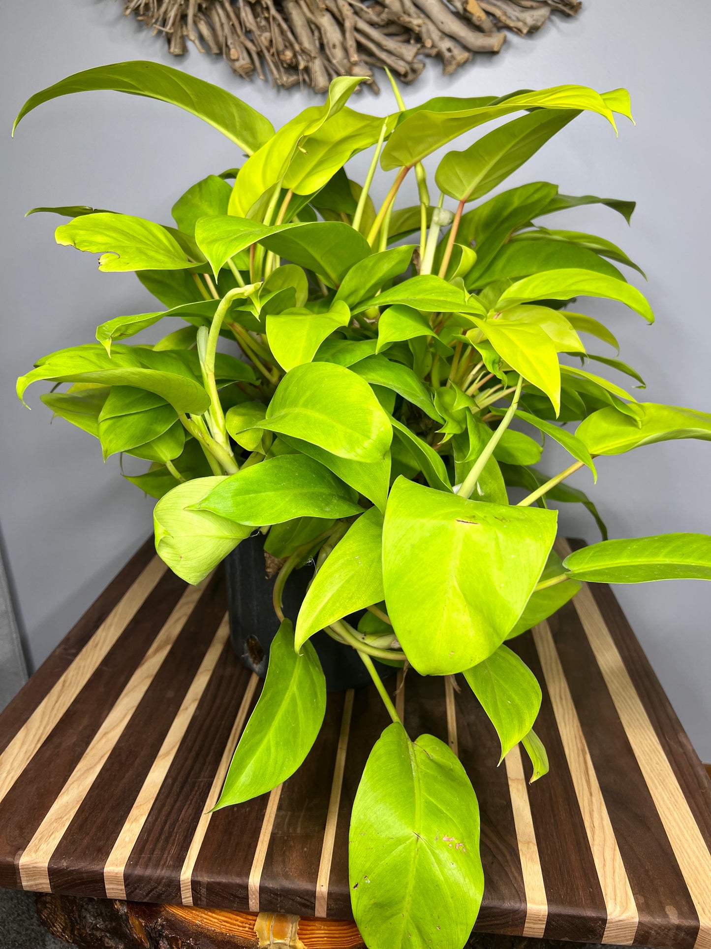 Philodendron Lemon Lime 10”