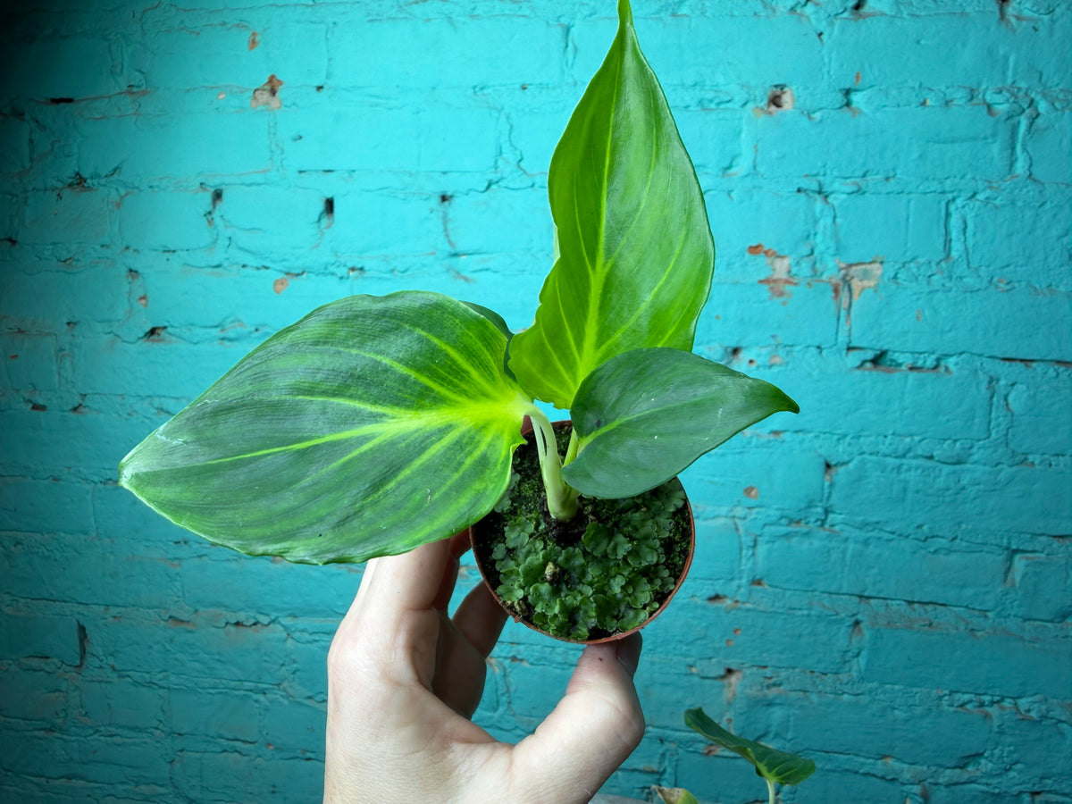 Homalomena lindenii 3”