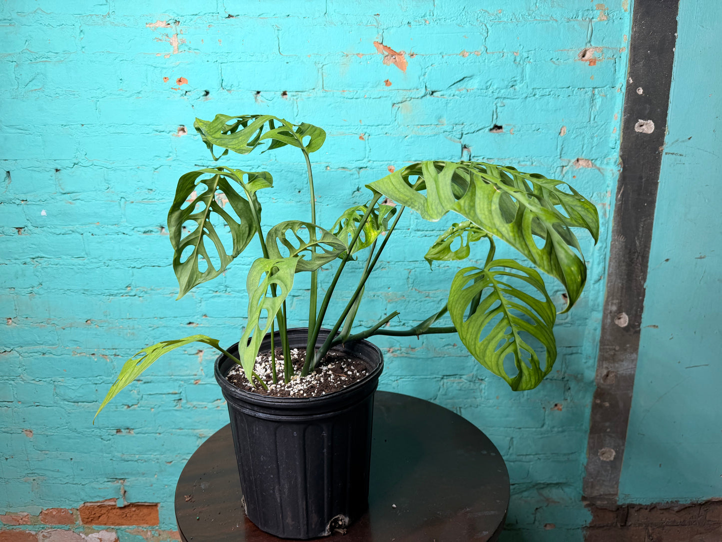 Monstera Esqueleto 10”