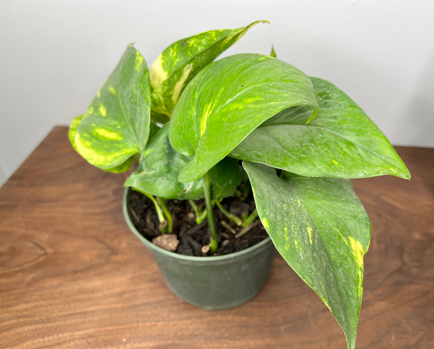 Hawaiian Pothos 4” (very large leaves)