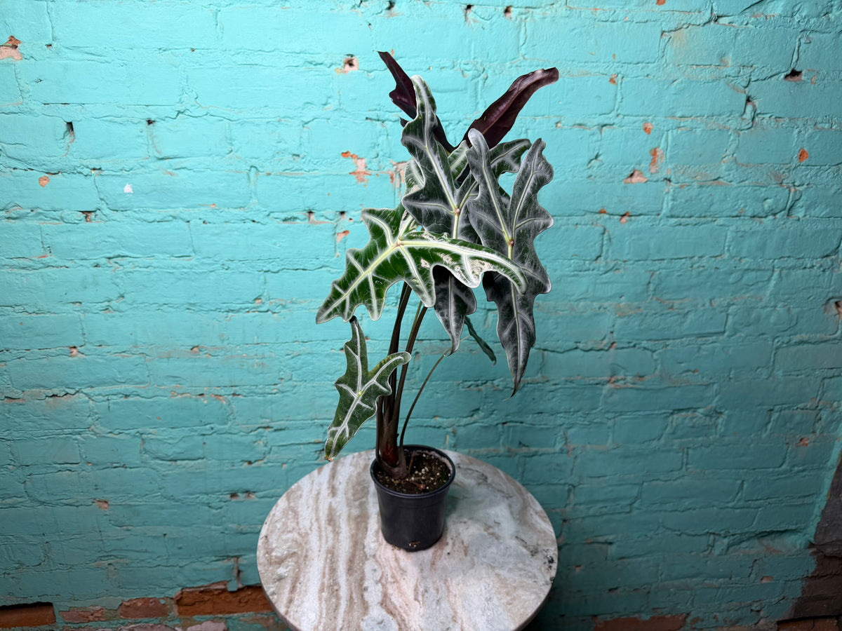 Alocasia Nobilis 4”
