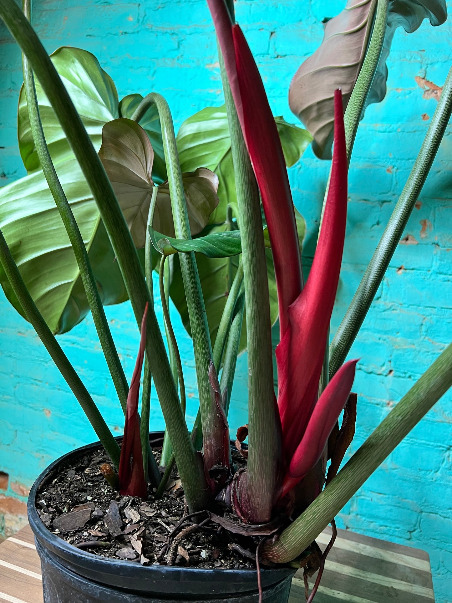 Philodendron Summer Glory 10”
