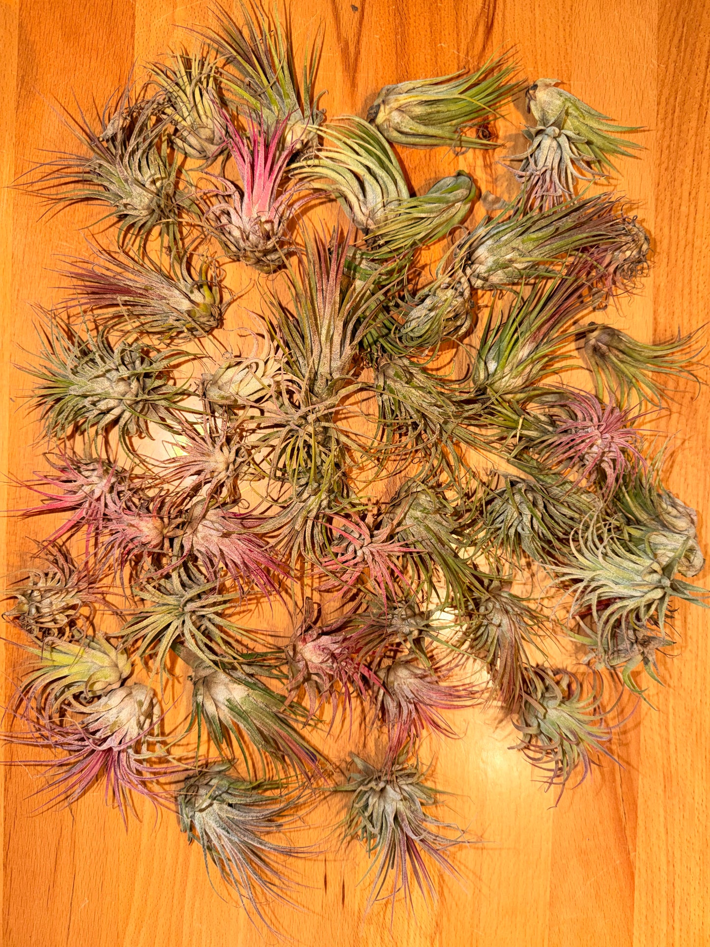 Tillandsia “Air Plants”