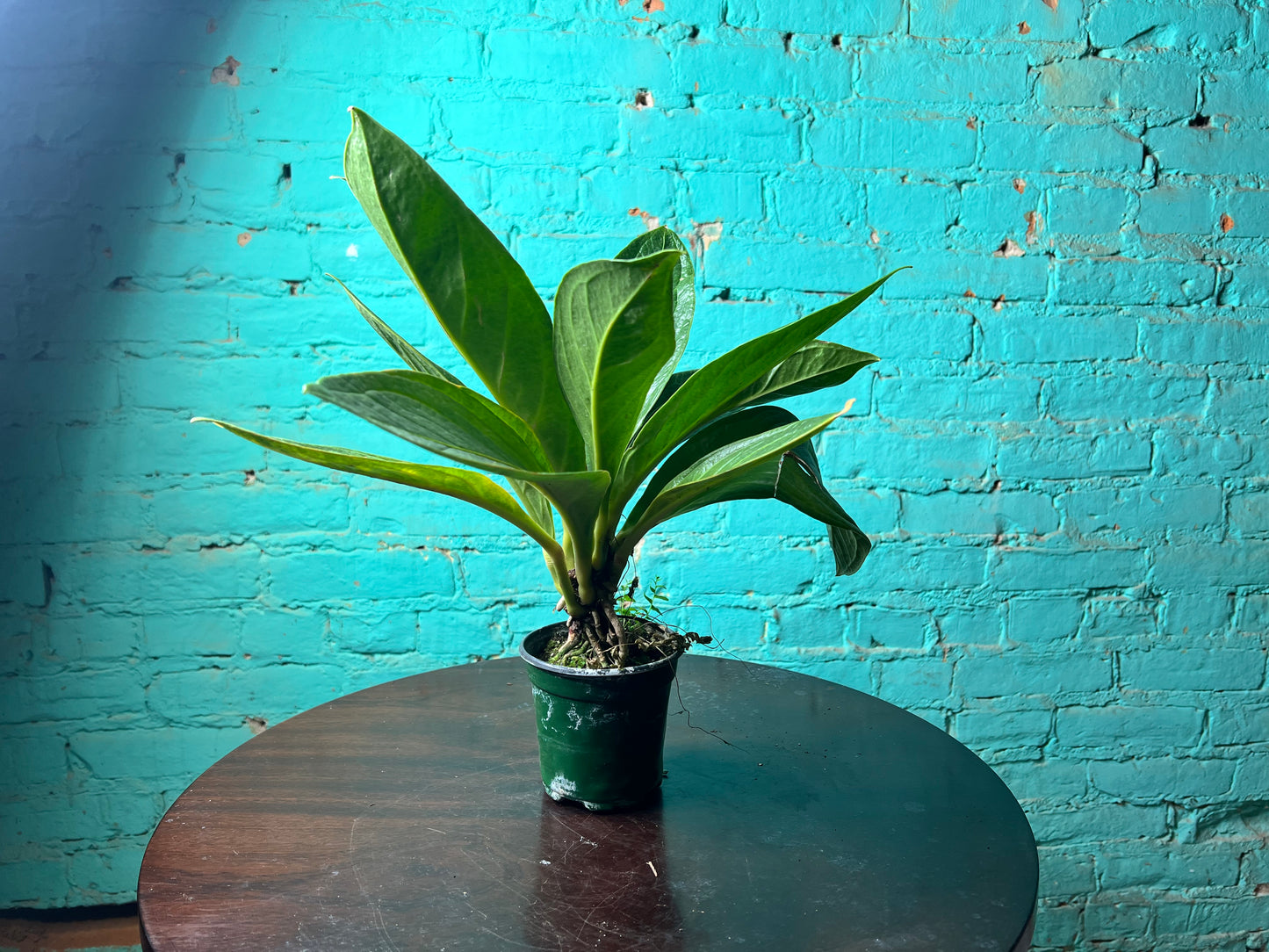 Anthurium Cobra 4”