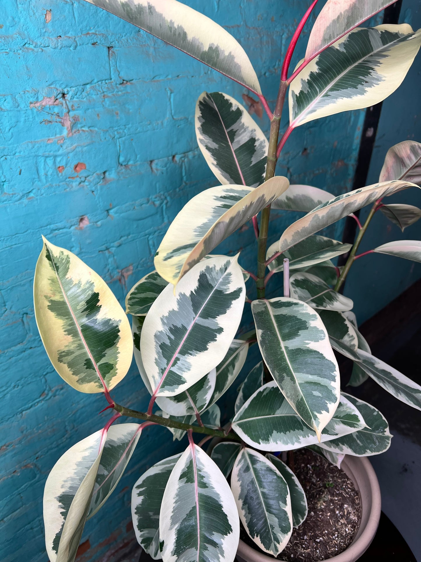 Rubber Tree-Tineke 10”