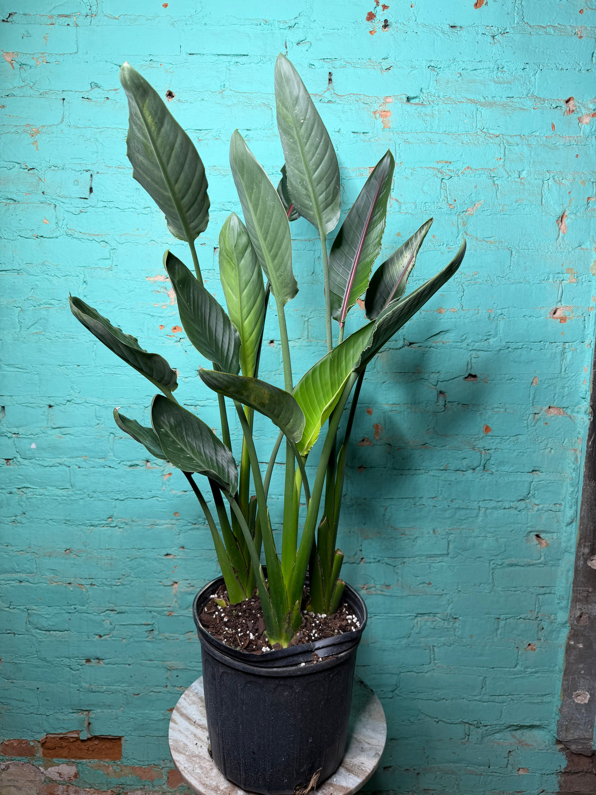 Bird Of Paradise-Orange 10” 39”-41”