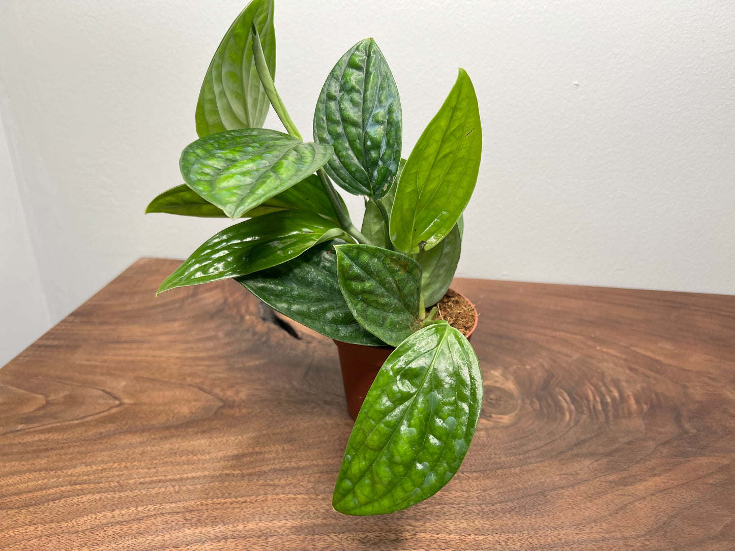 Monstera Peru 4”