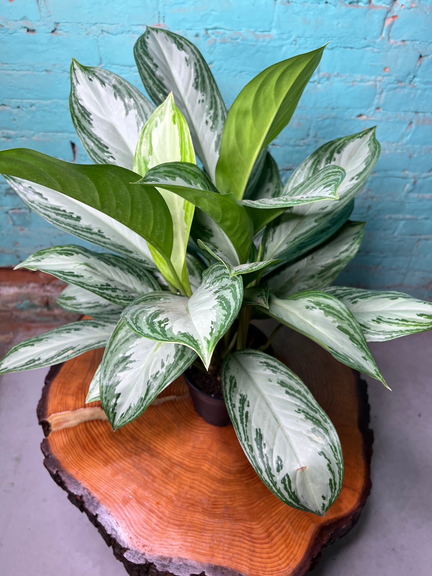 Aglaonema Silver Bay