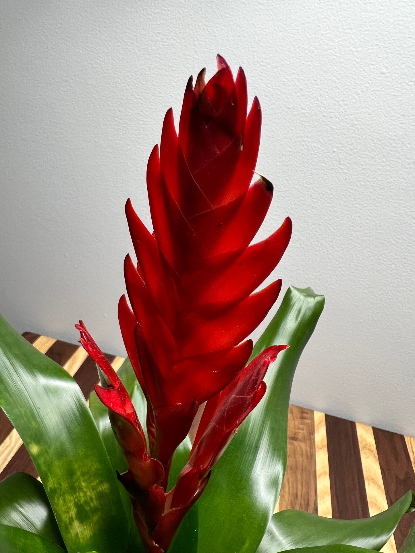 Bromeliad 4”