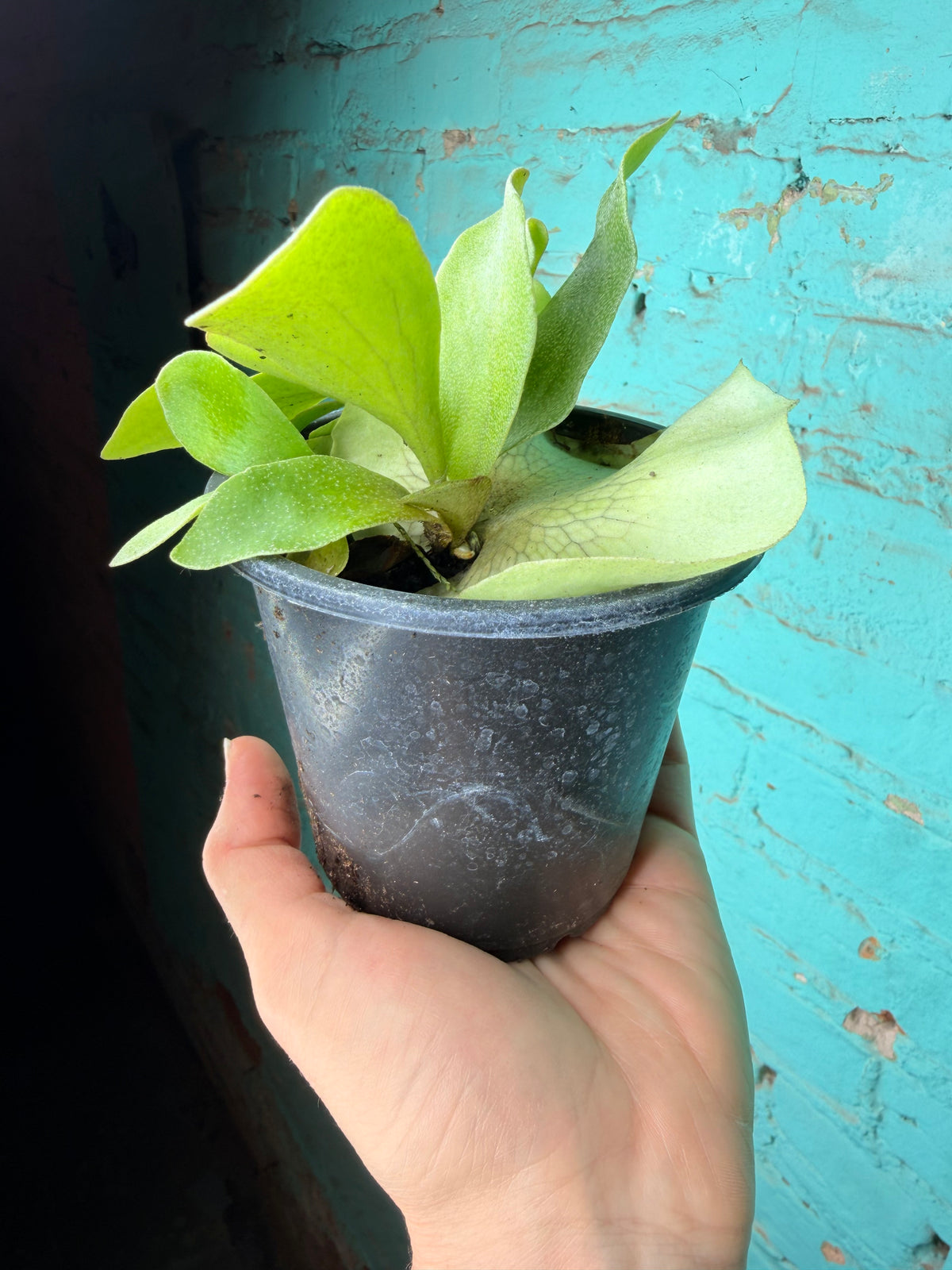 Staghorn Fern 4”